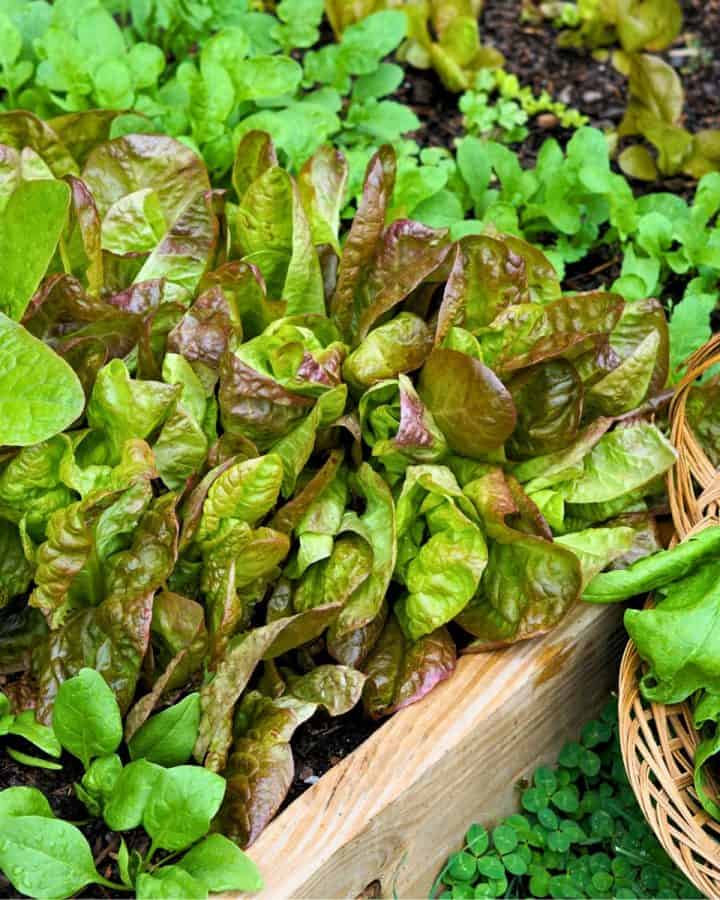 Spinach, lettuce, and arugula growing next to each other in the garden