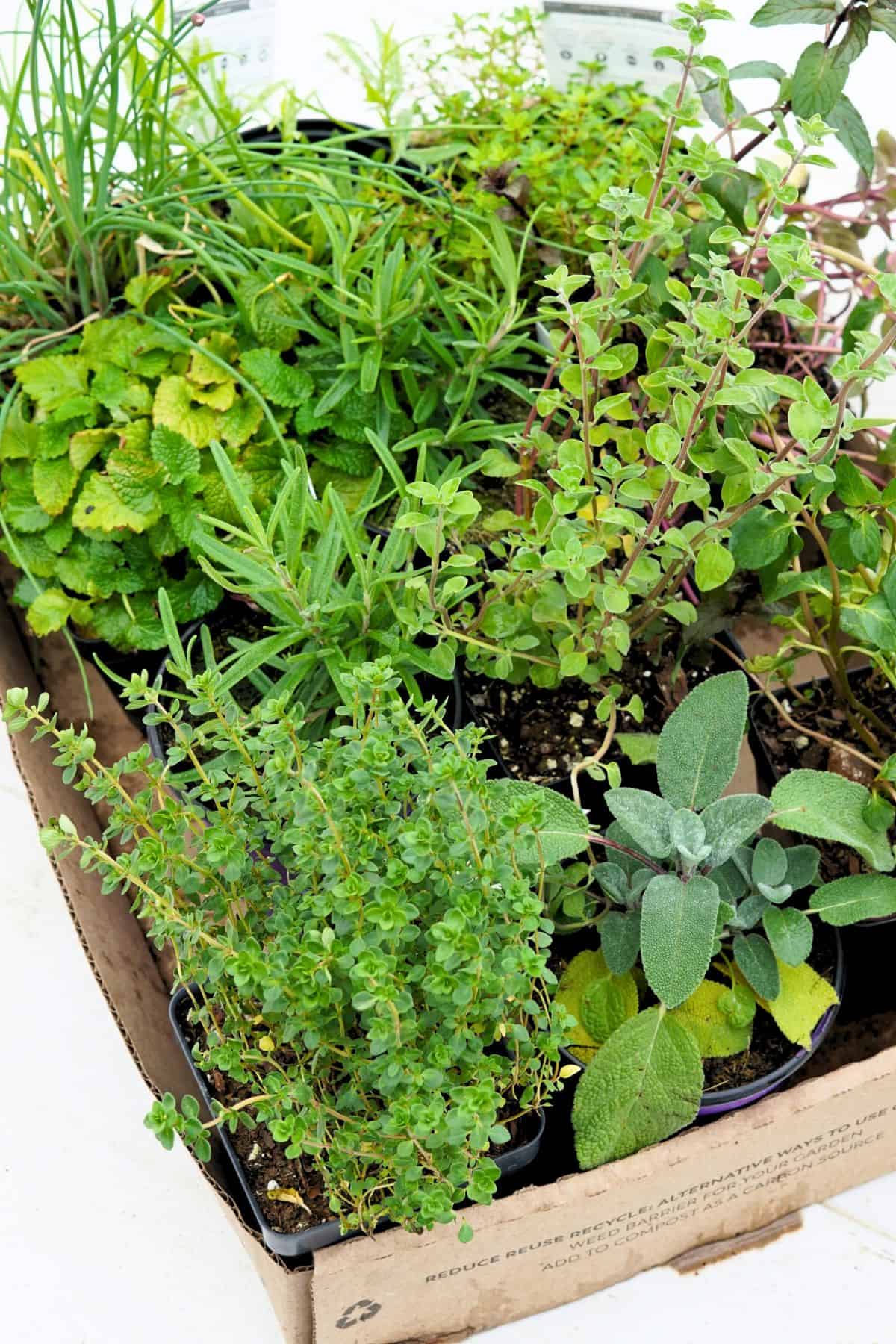 herb transplants in cardboard box on table