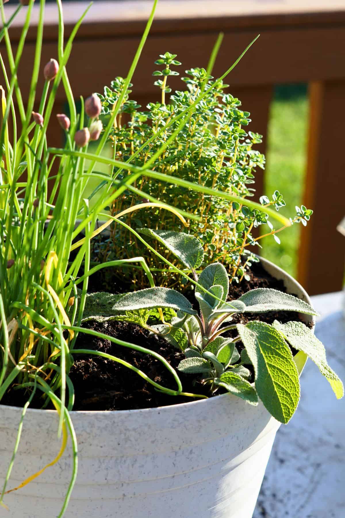 close up of herbs in white pot