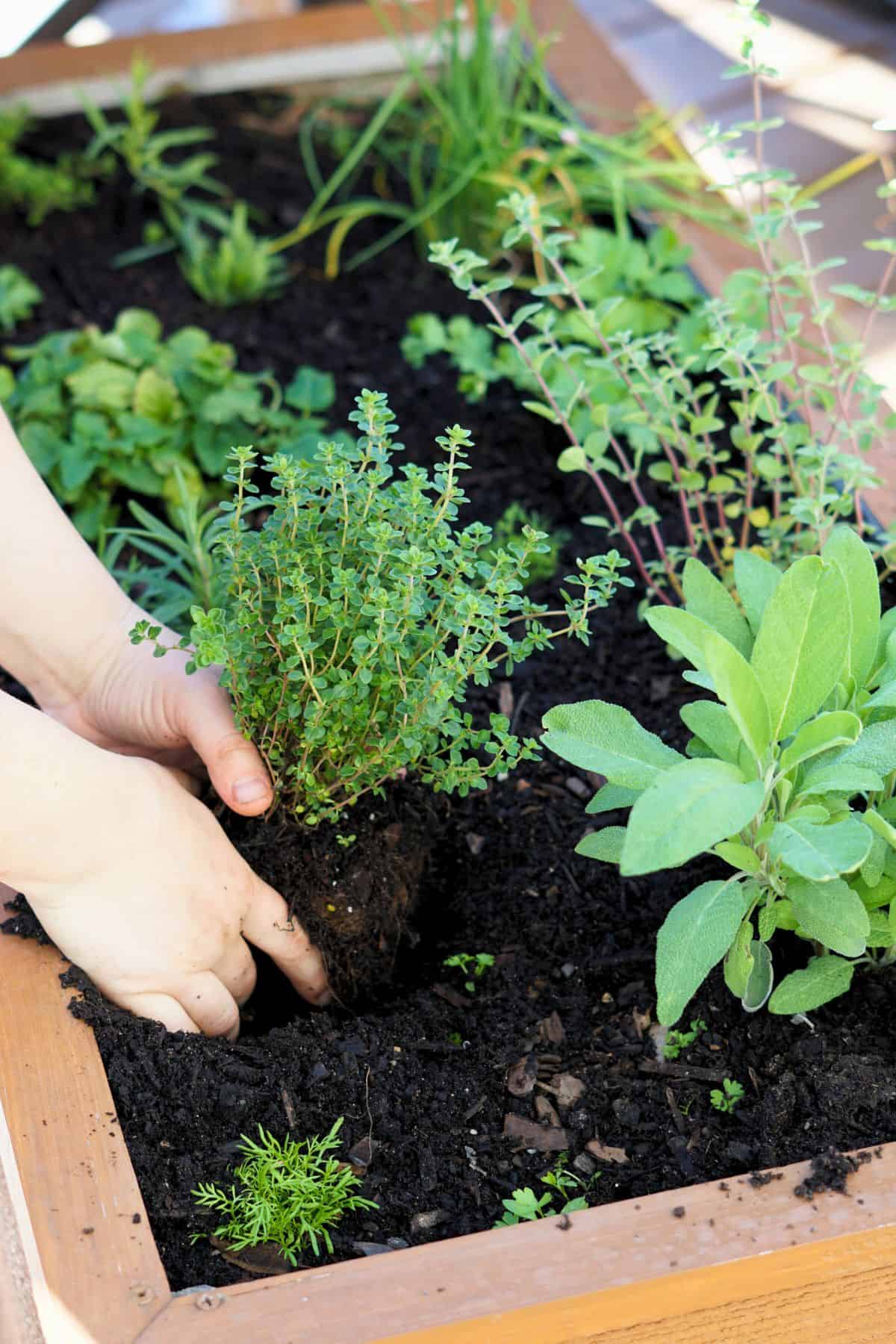hands placing herb transplant into planter box
