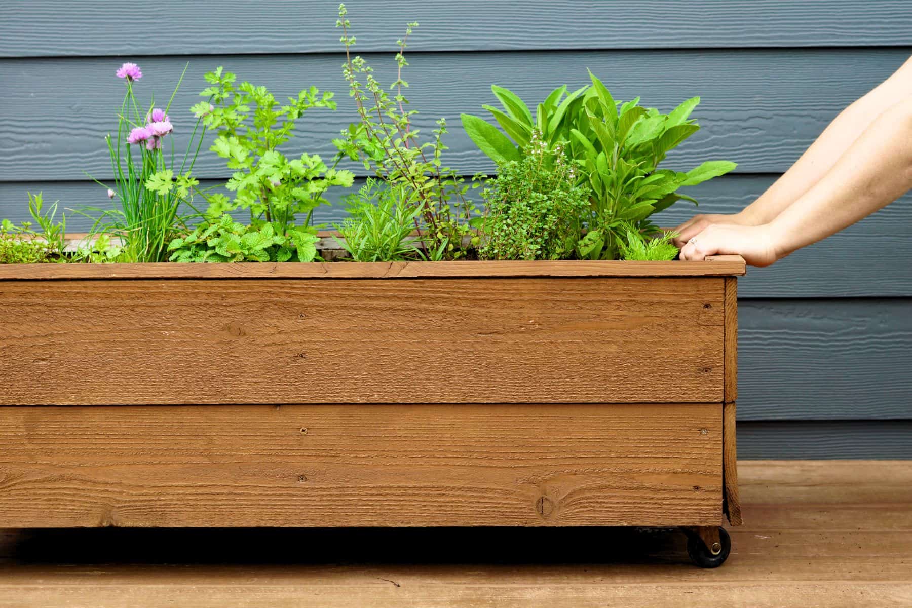 hands pushing large herb planter on wheels containing herb garden