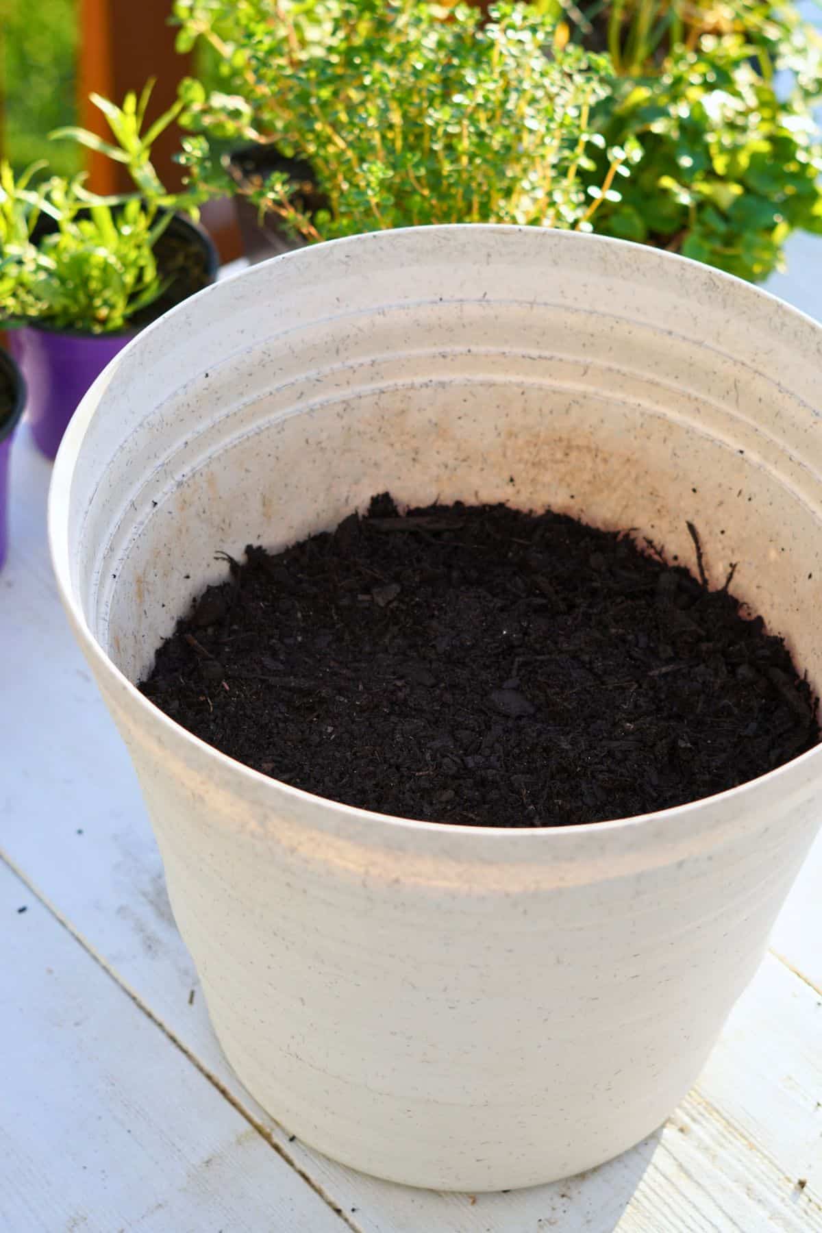 Pot filled 2/3 way full with soil