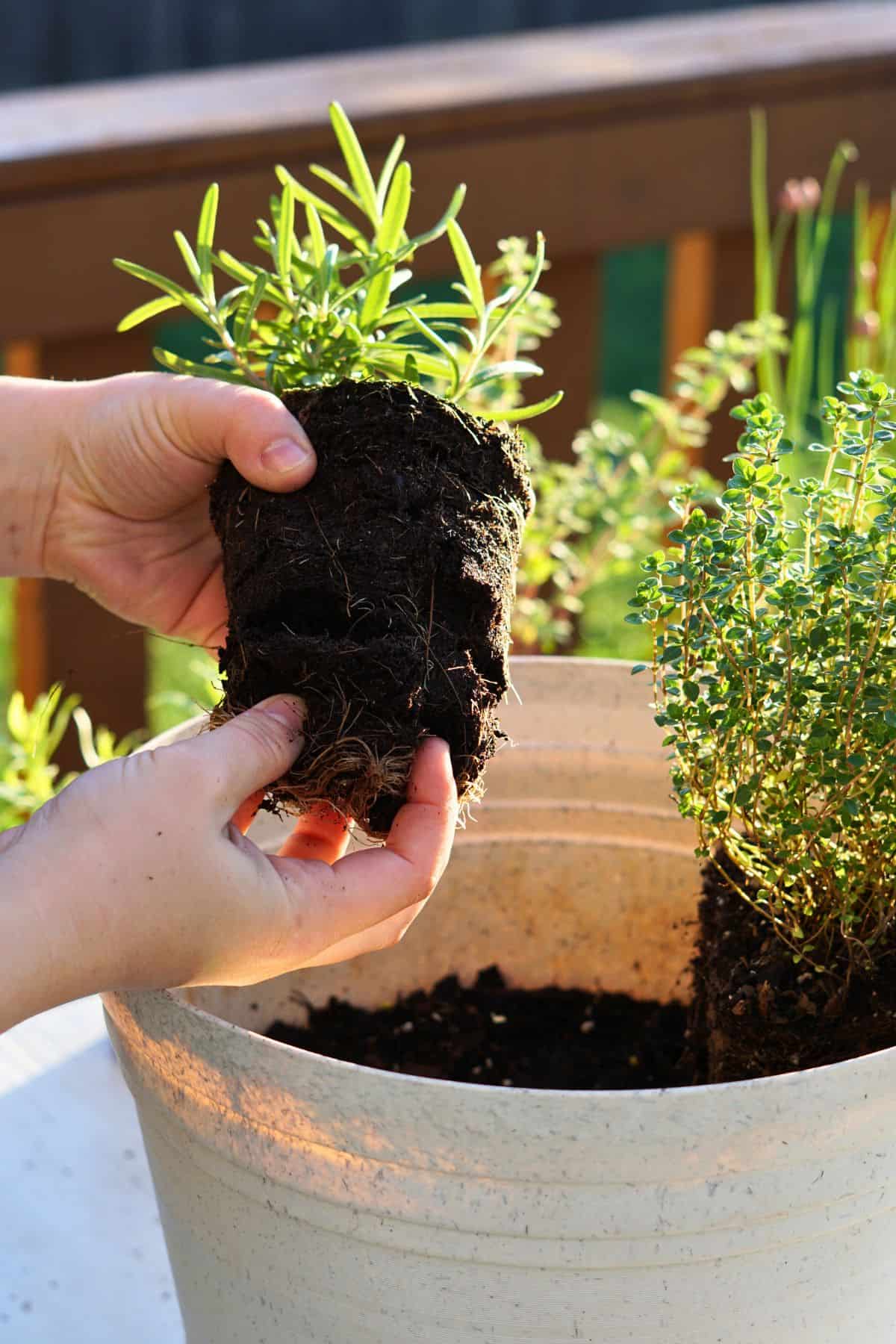 hands teasing roots of herb transplant before putting into pot