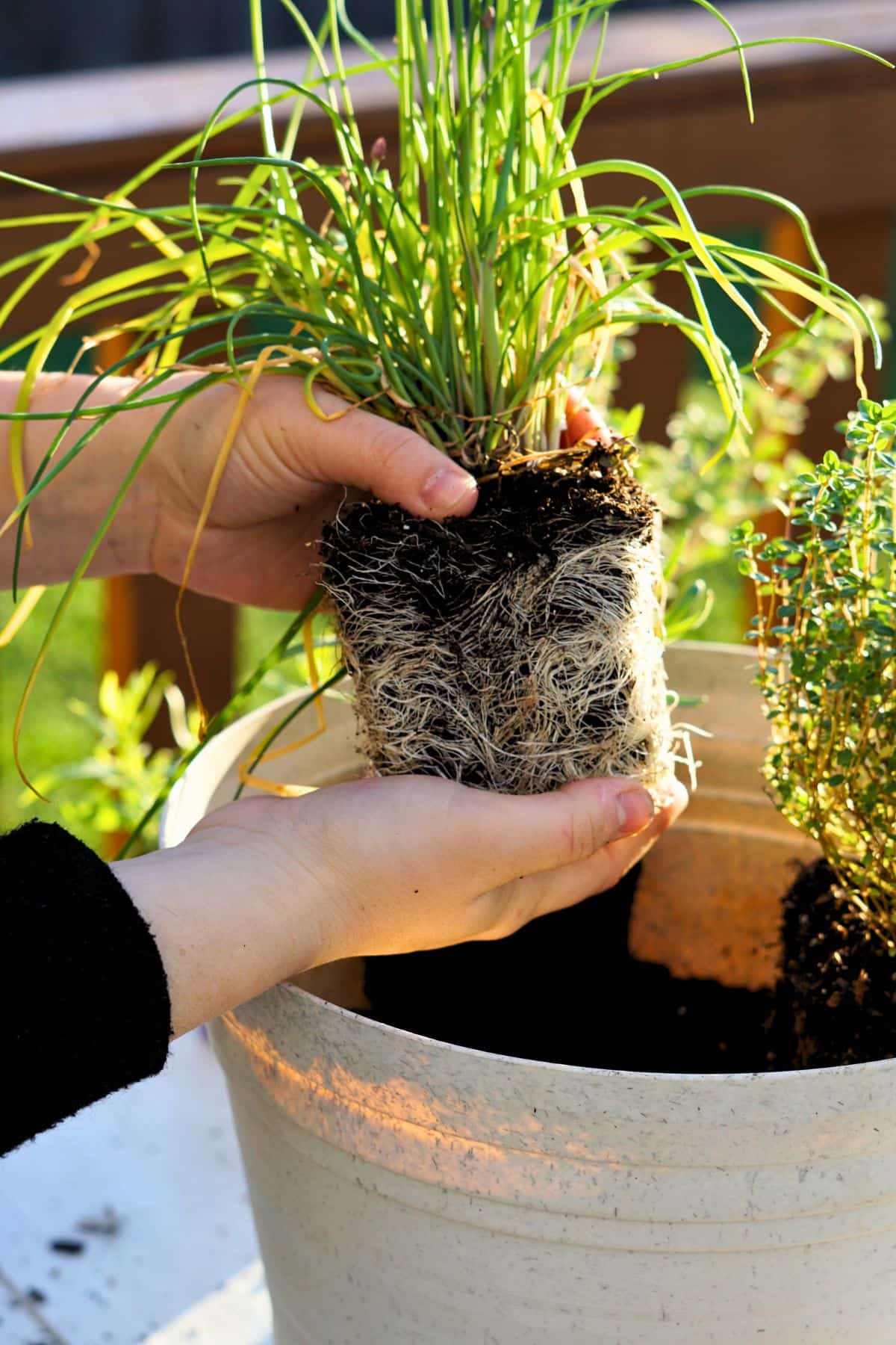 hands holding rootbound transplant above pot with soil