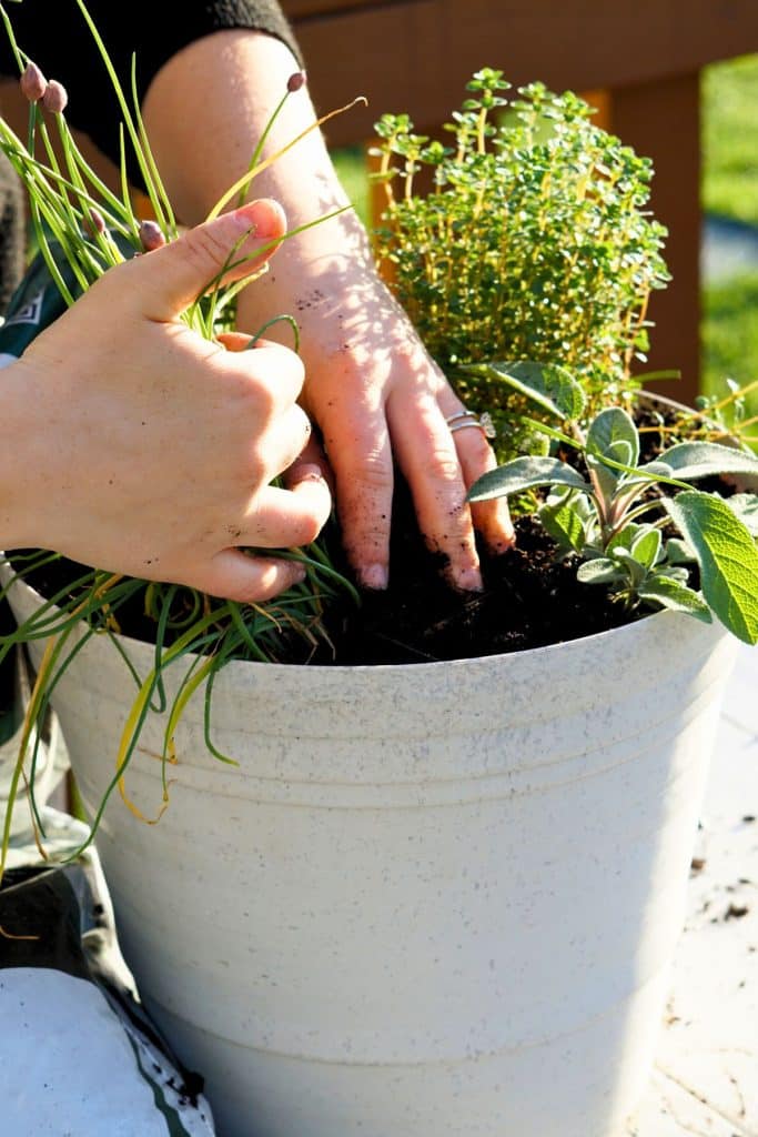 hands placing soil around herb transplants in pot