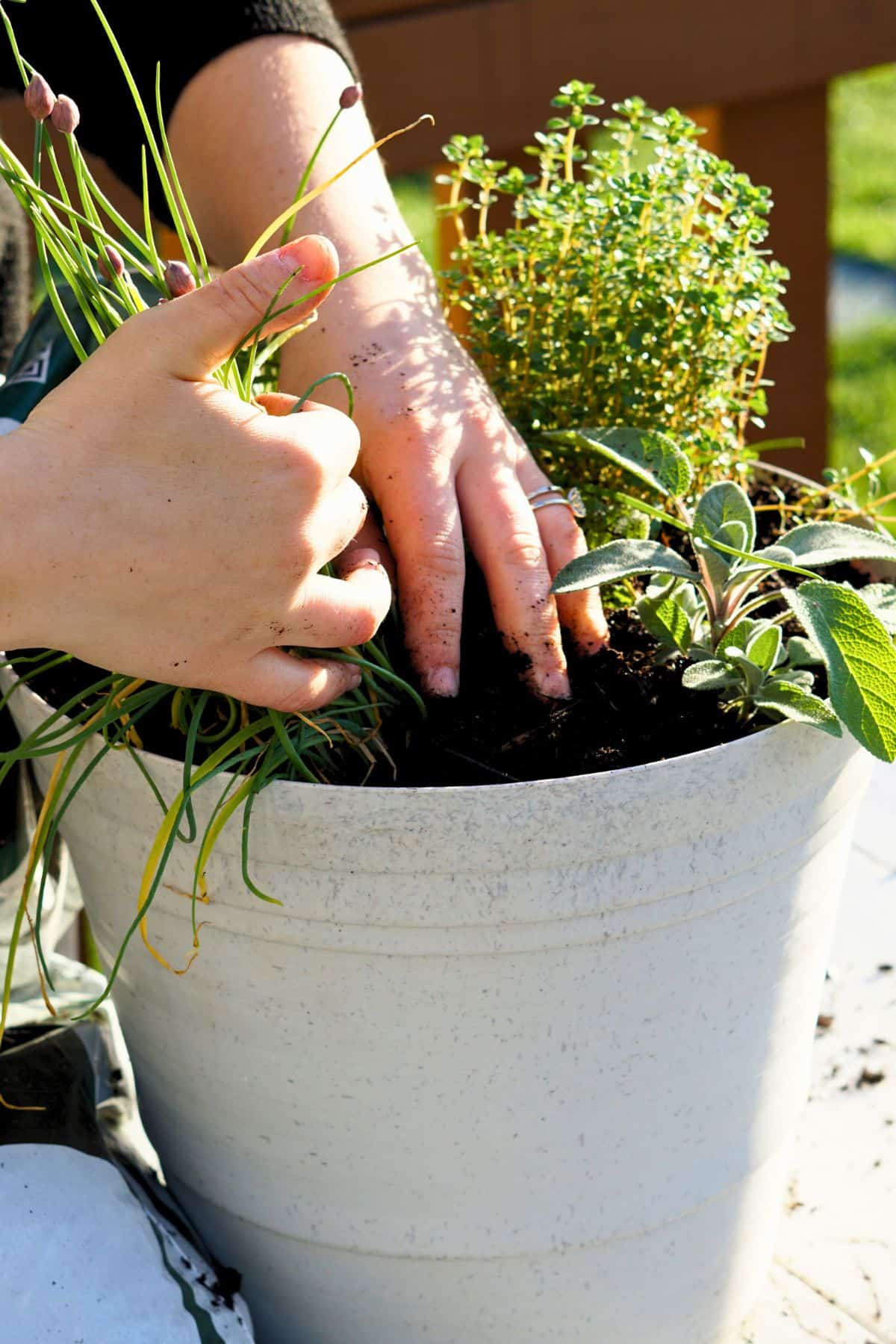 hands placing soil around herb transplants in pot
