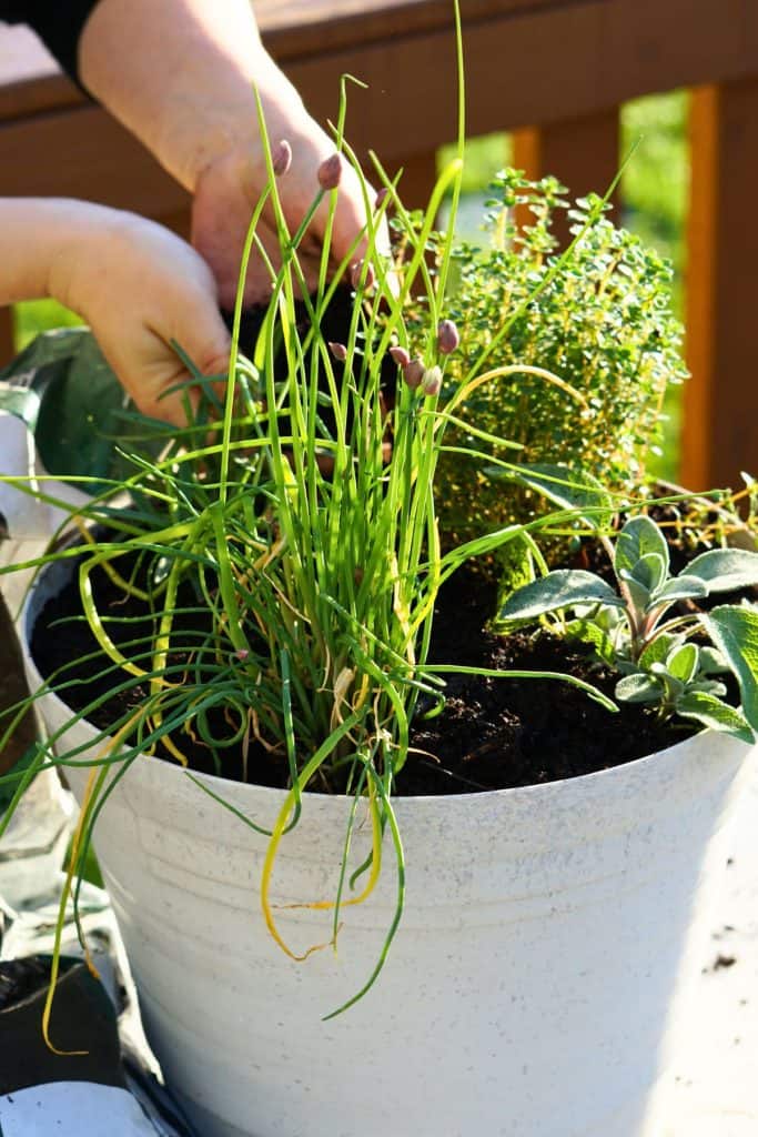 hands placing soil into pot of herb transplants
