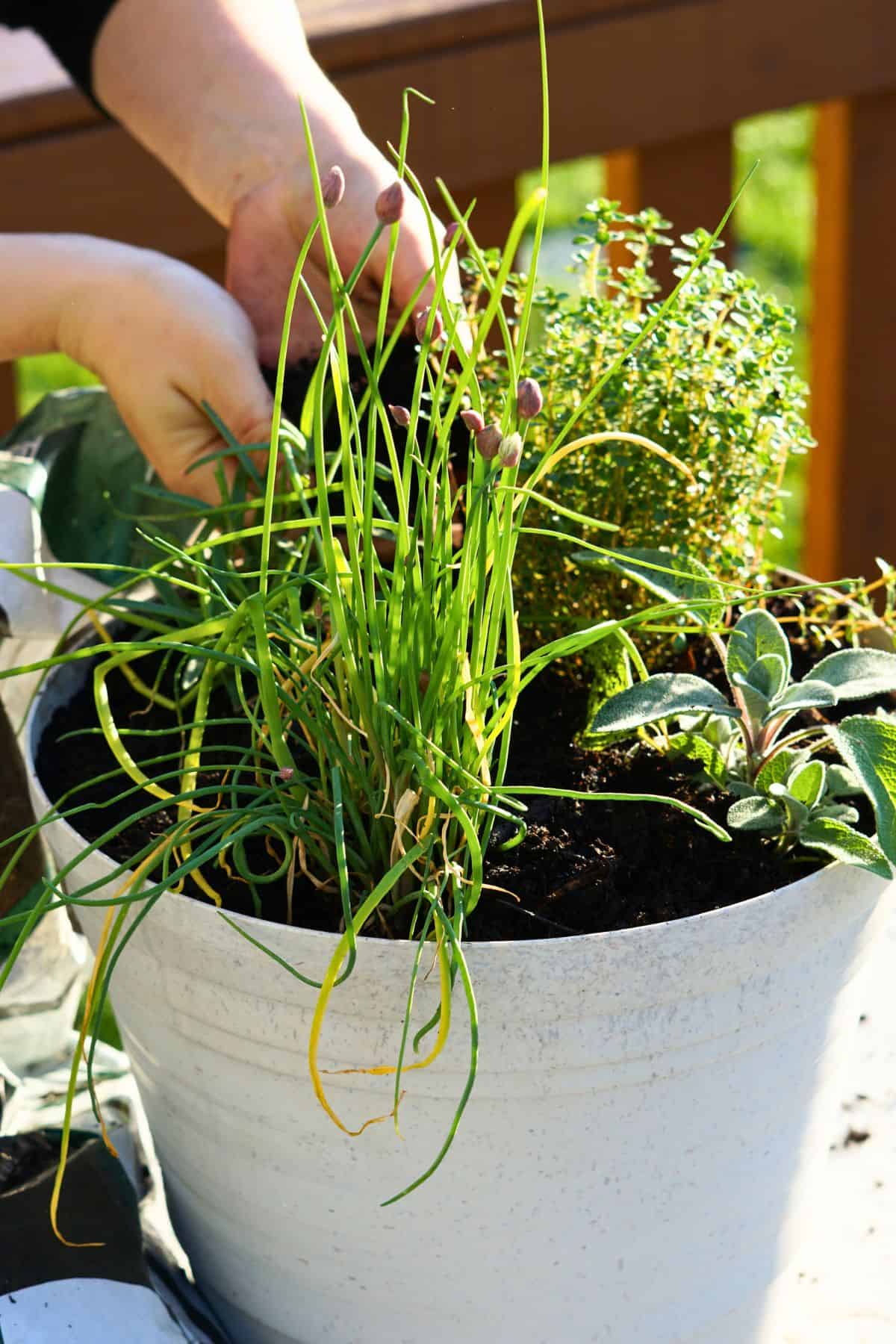 hands placing soil into pot of herb transplants