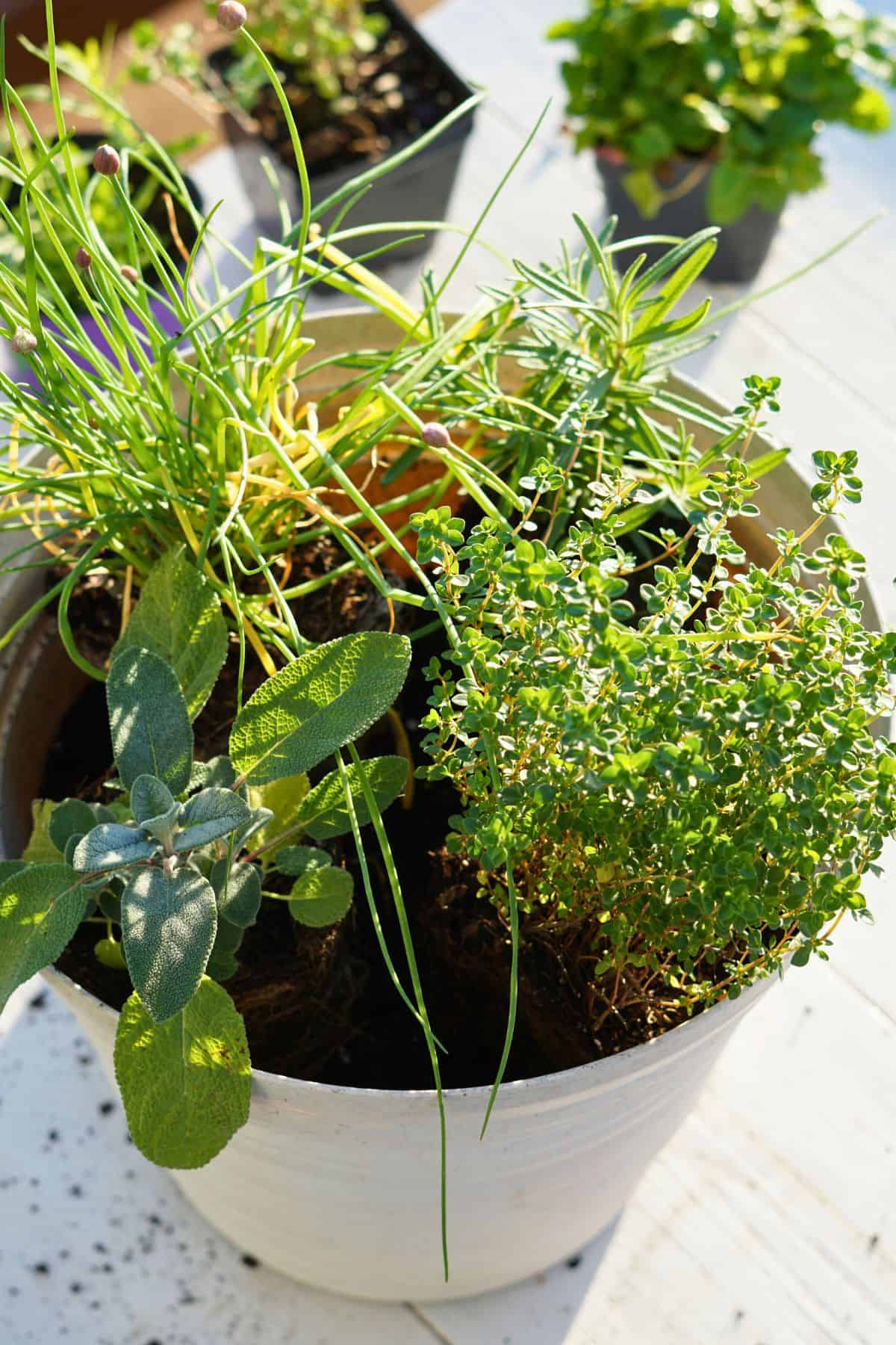 herb transplants in pot of soil