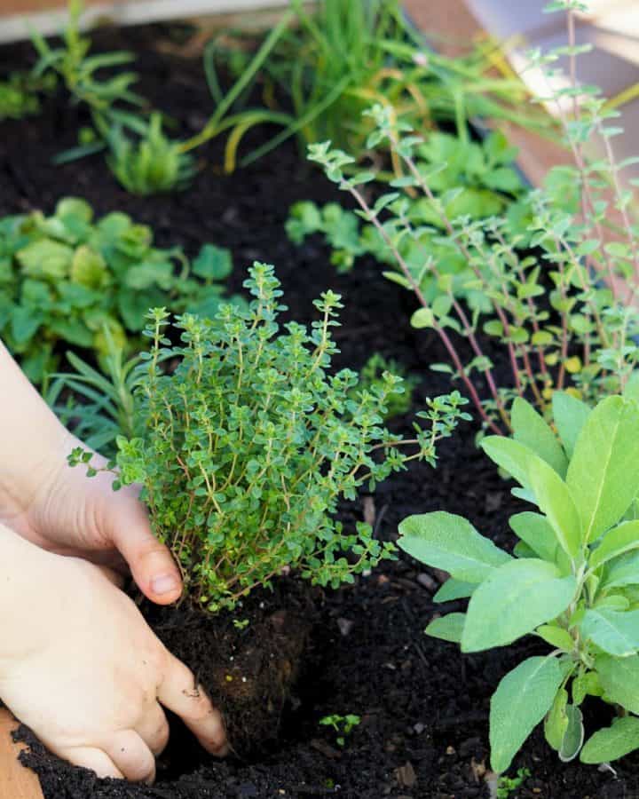 hands placing herb transplant into planter box