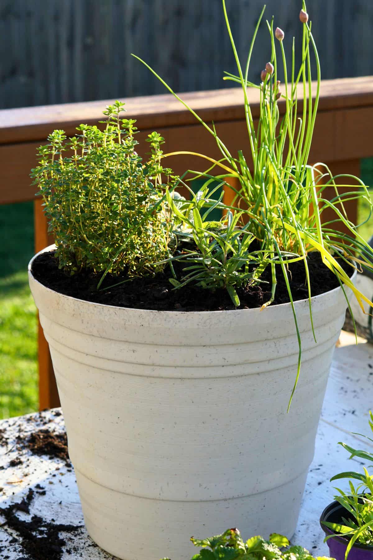herbs transplanted into pot on table
