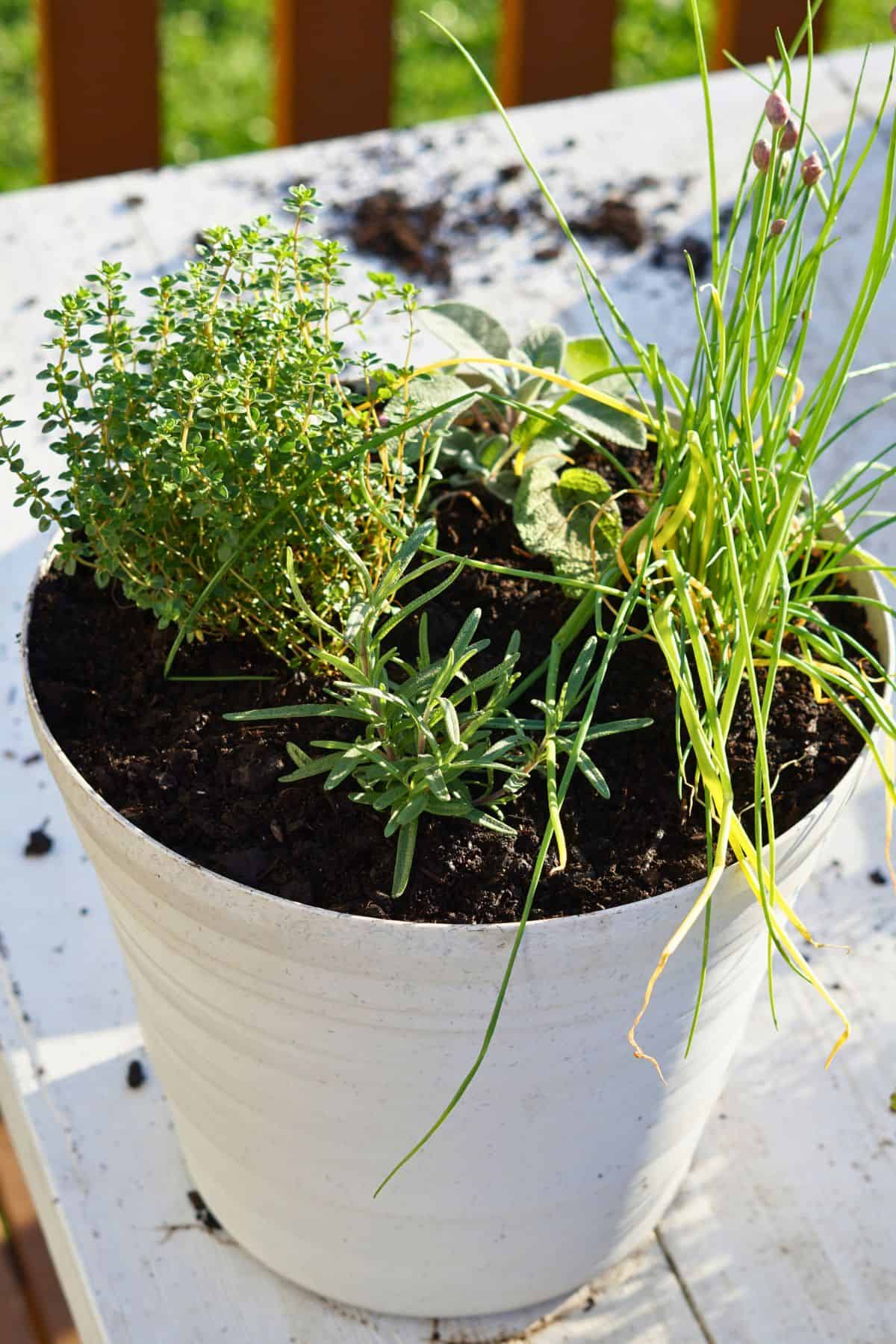 herbs transplanted into pot on table