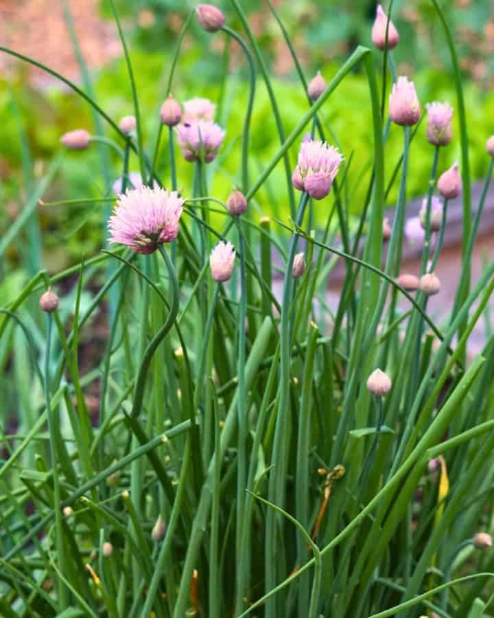 chive plant blossoming in the garden