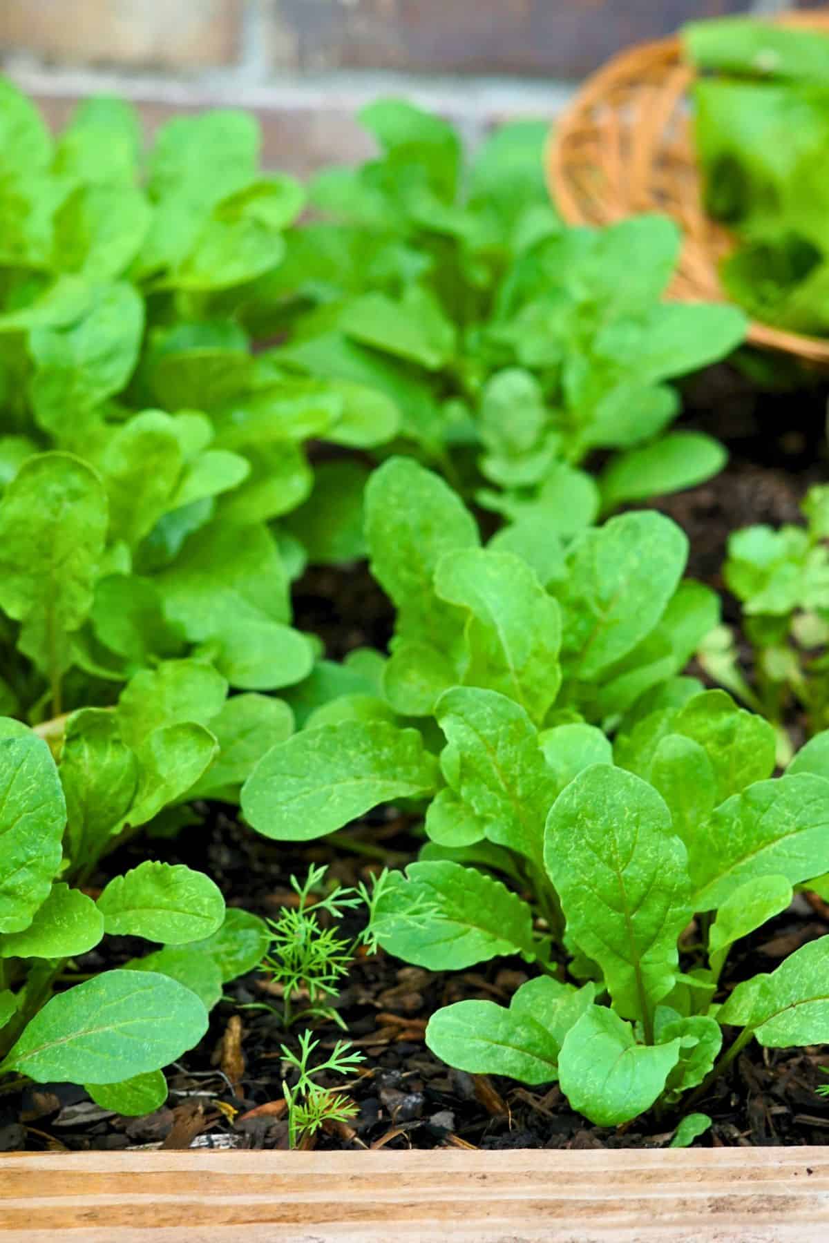 Arugula seedlings growing in a raised bed