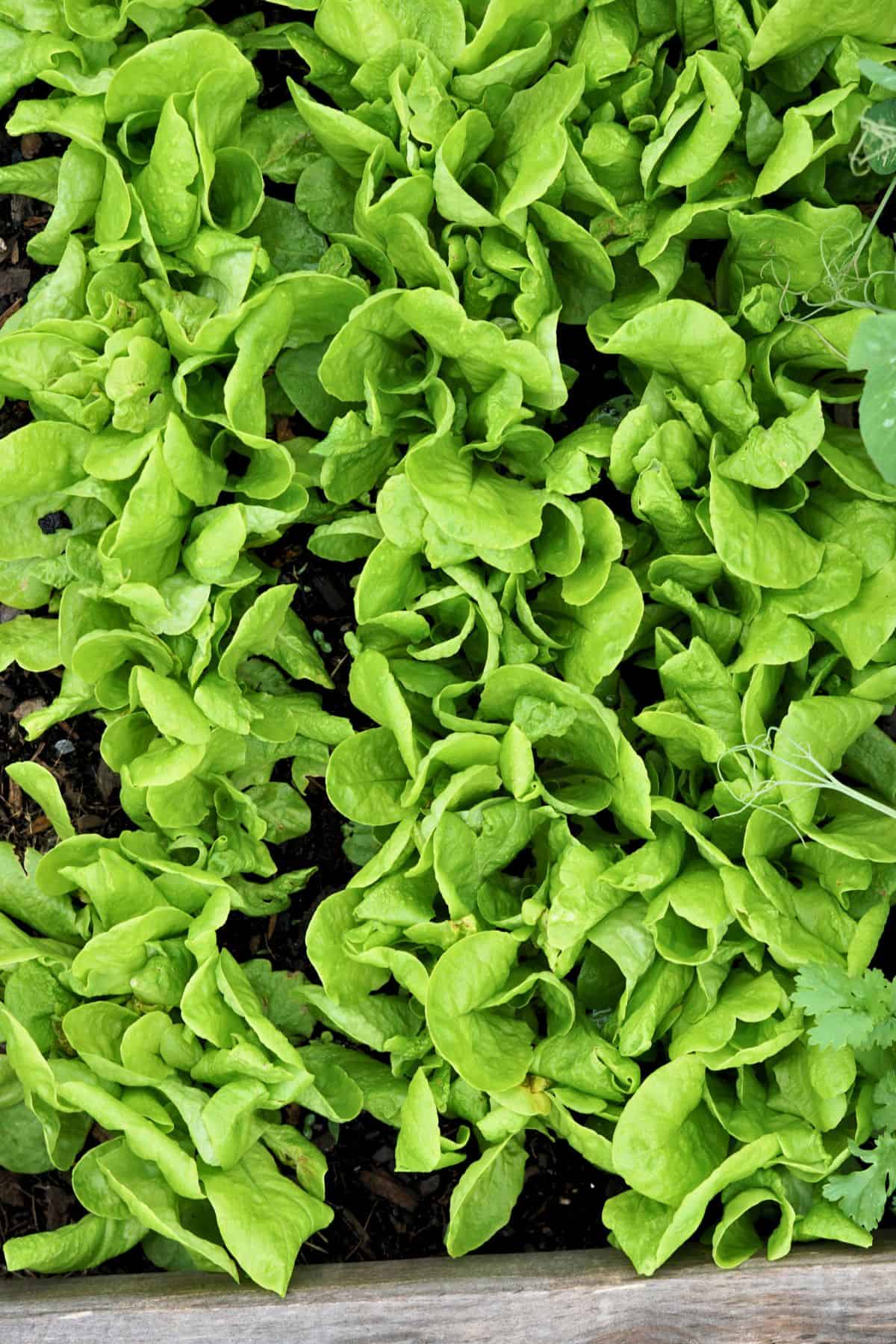 Green lettuce growing in a raised garden bed