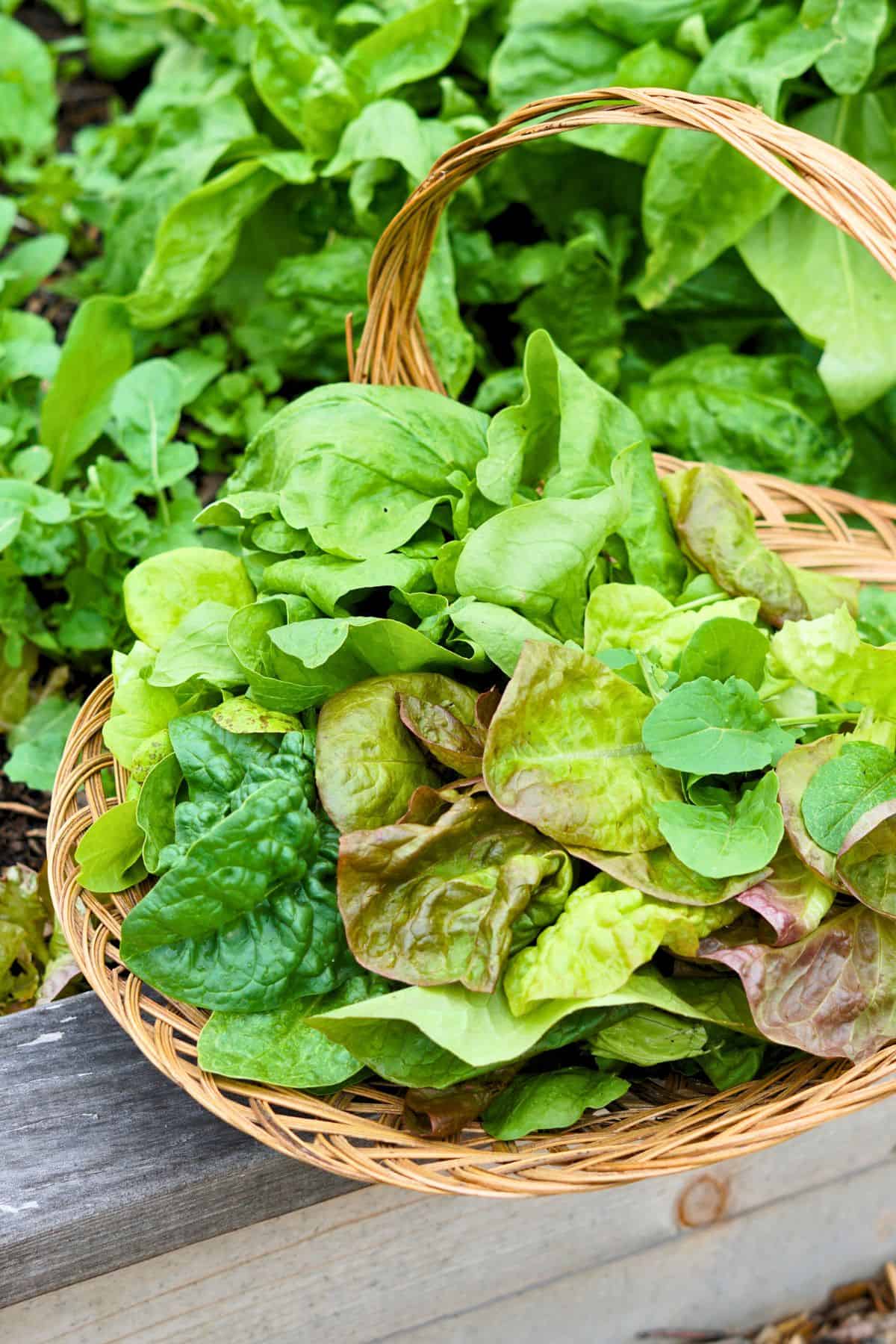 Basket of harvested leafy greens resting of the edge of a raised garden bed