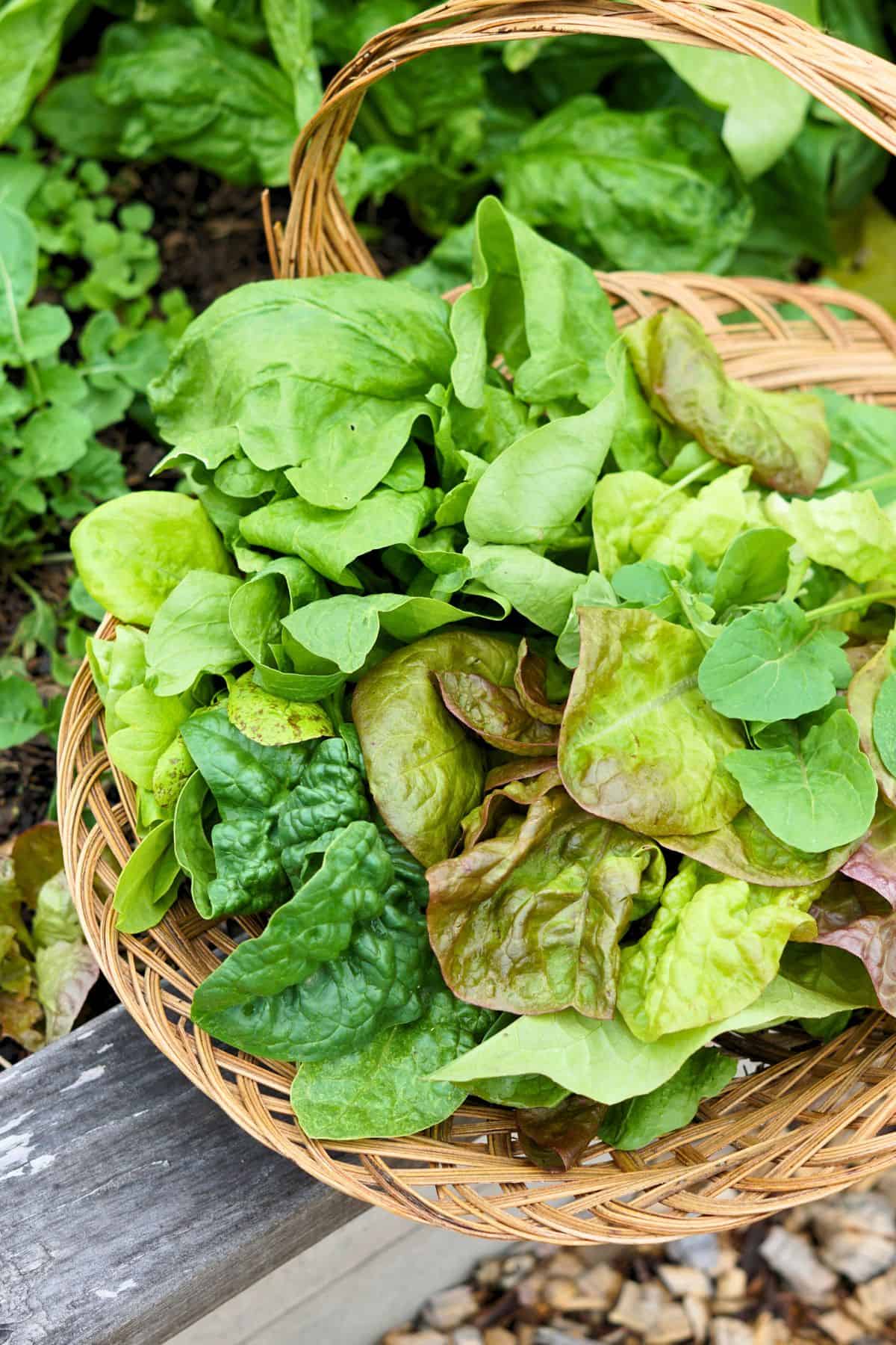 Basket of harvested leafy greens resting on the edge of a raised garden bed