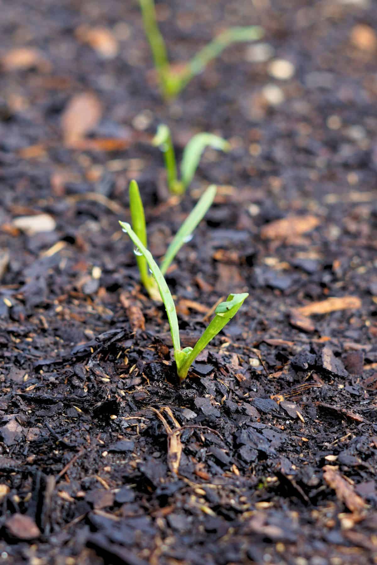 Spinach seedlings growing out of the soil