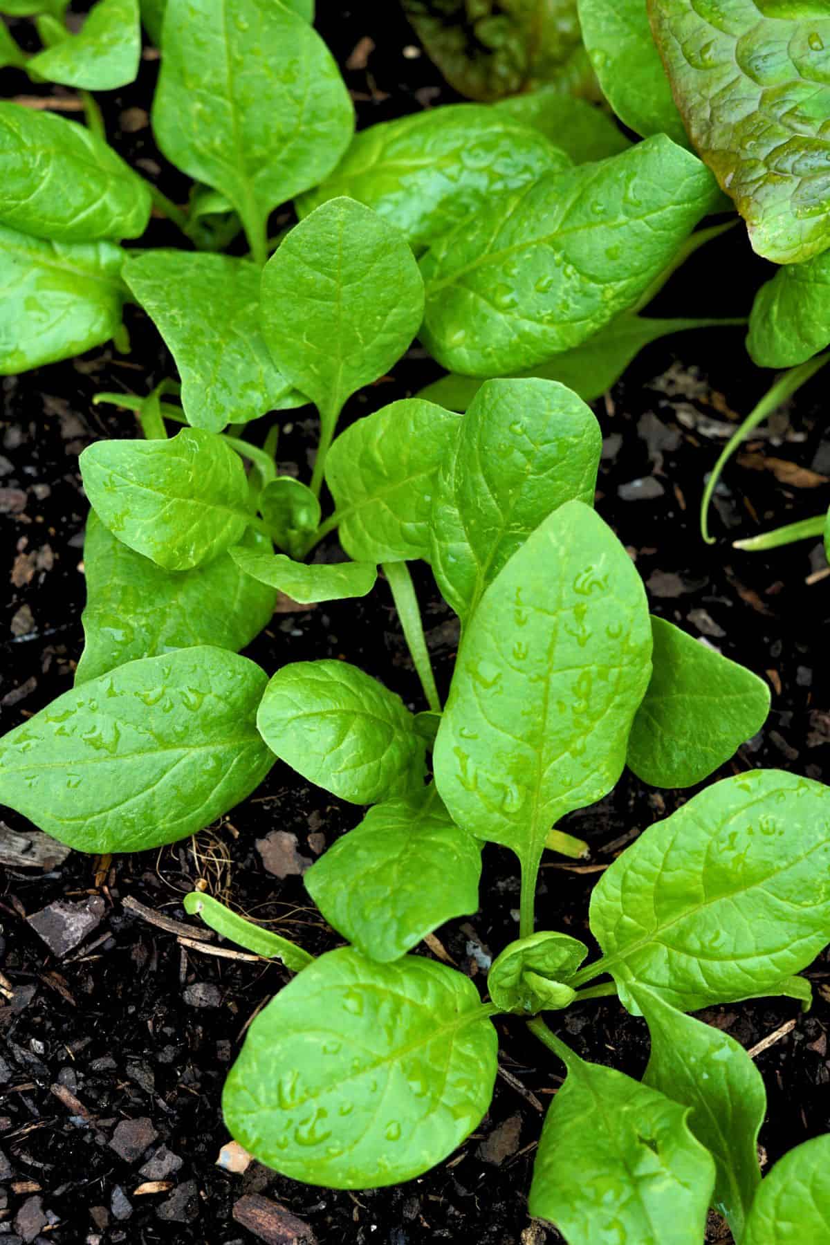 Spinach seedlings growing in a row