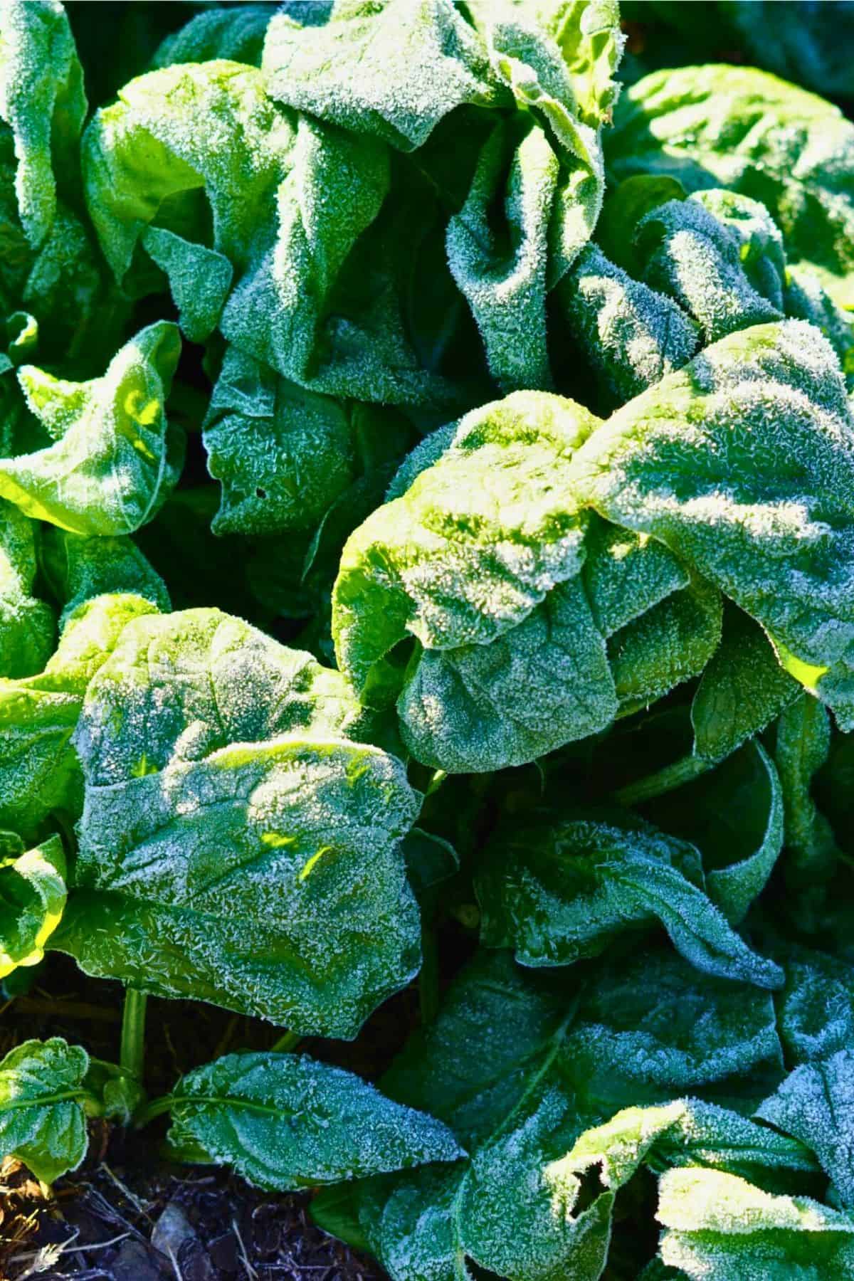 Frost on spinach leaves growing in a raised bed.