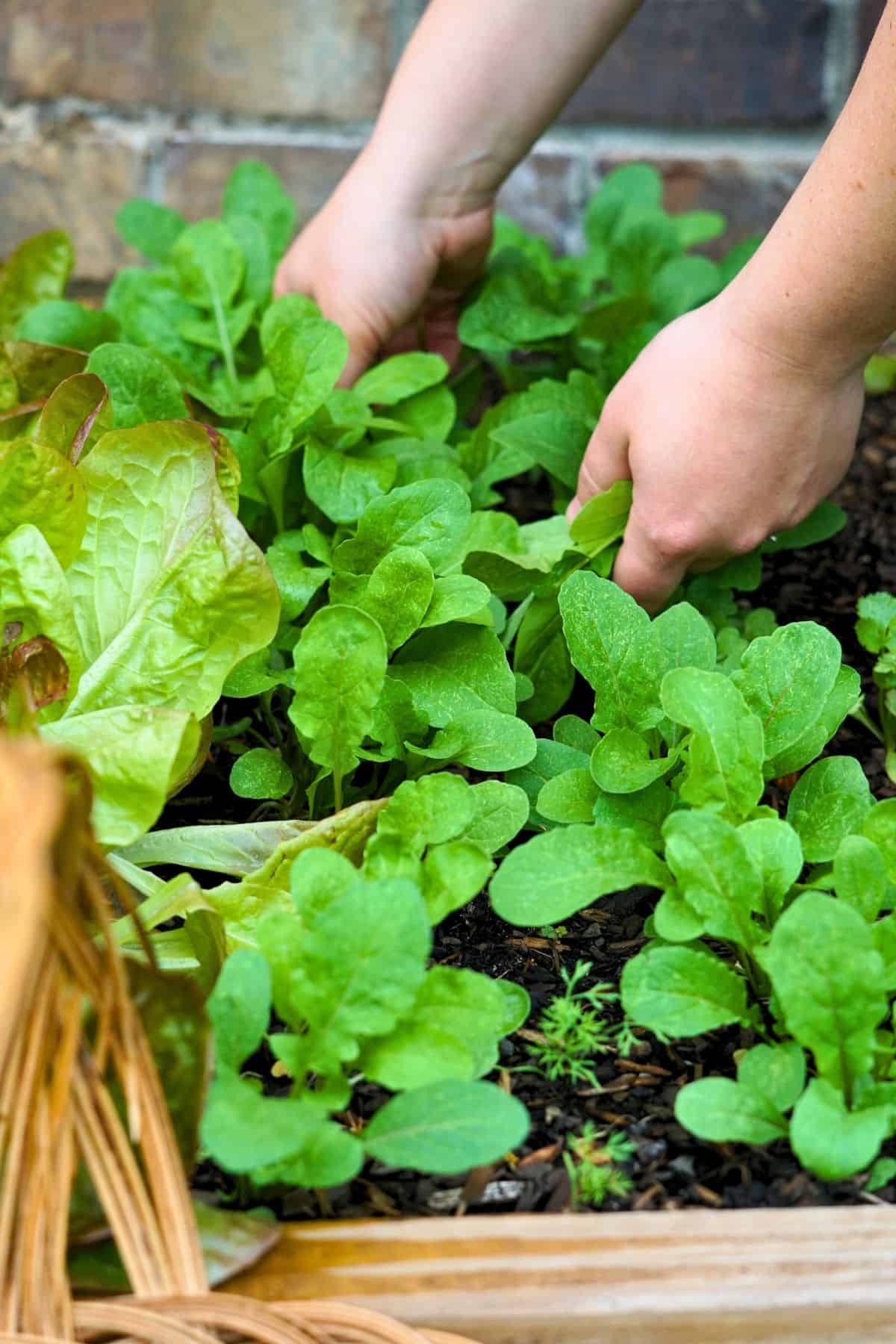 Hands harvesting arugula from raised bed