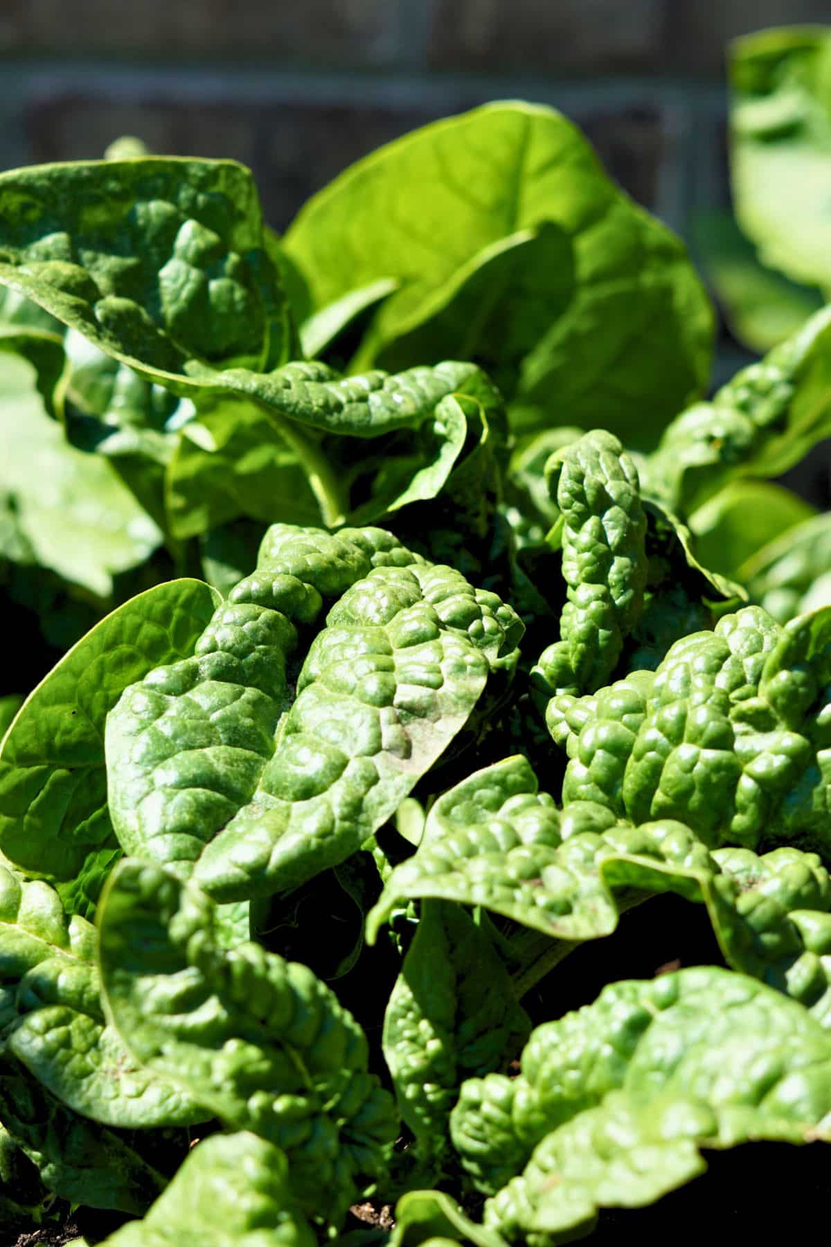Close up of spinach growing in the garden