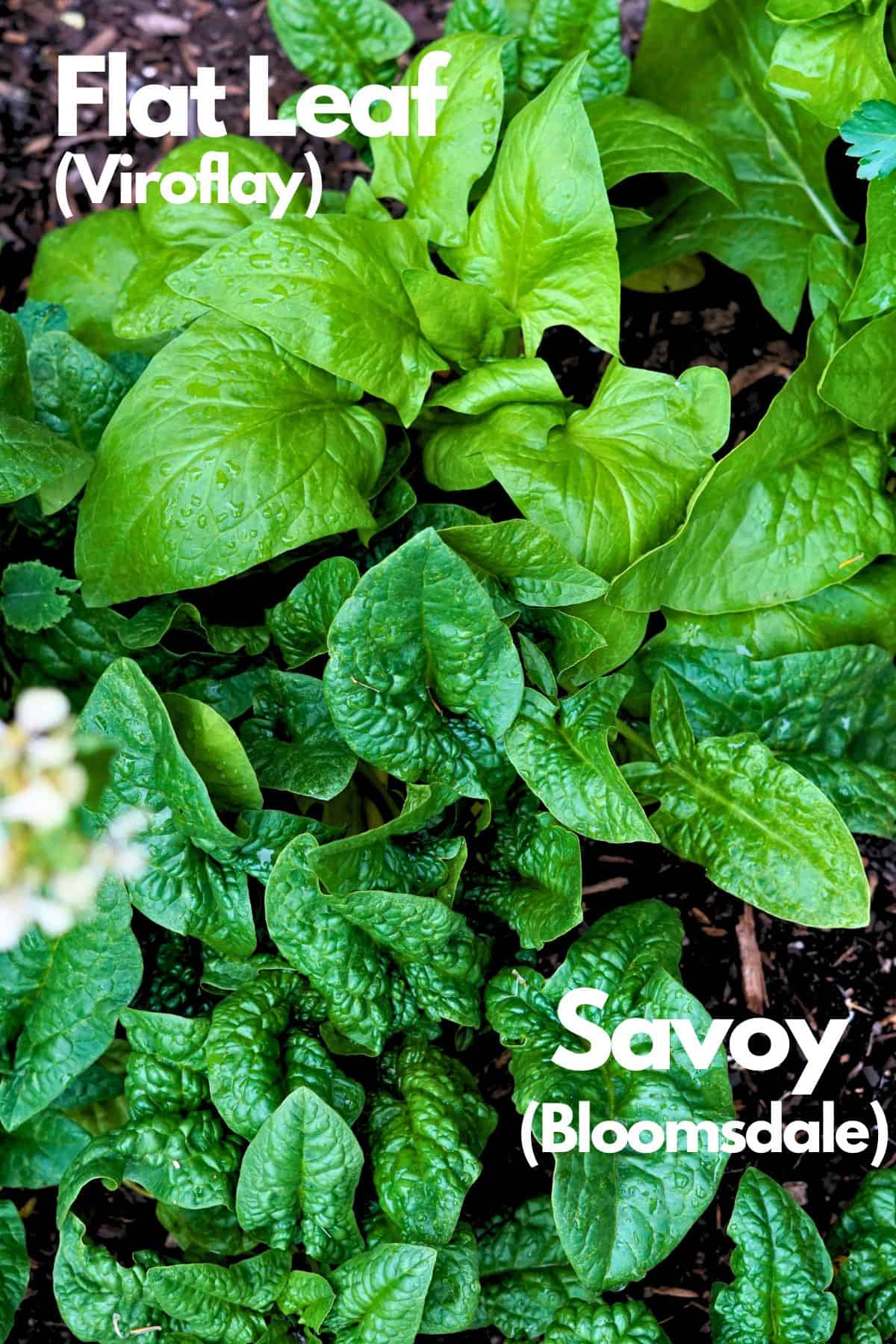 Savoy and flat leaf spinach growing next to each other in the garden