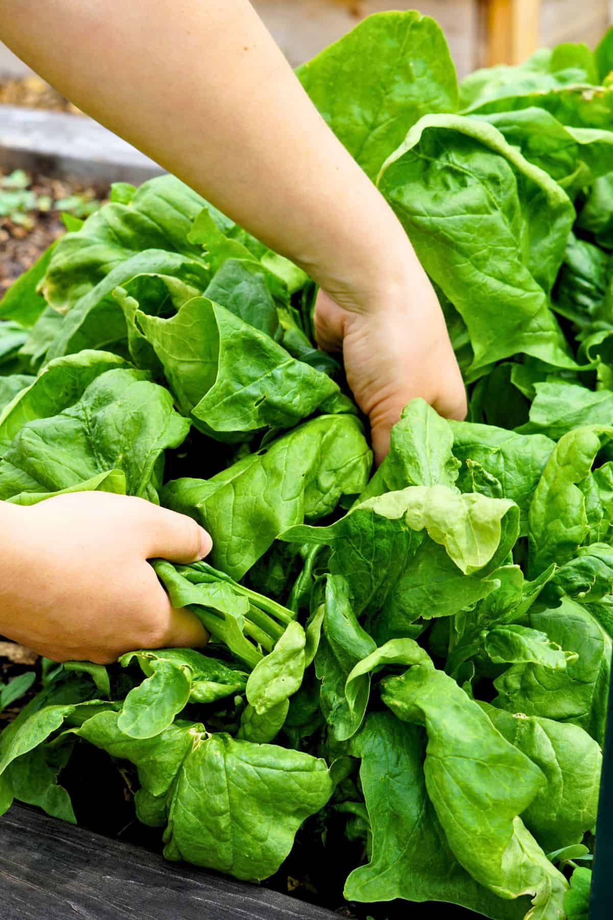 Hands harvesting spinach from a raised garden bed