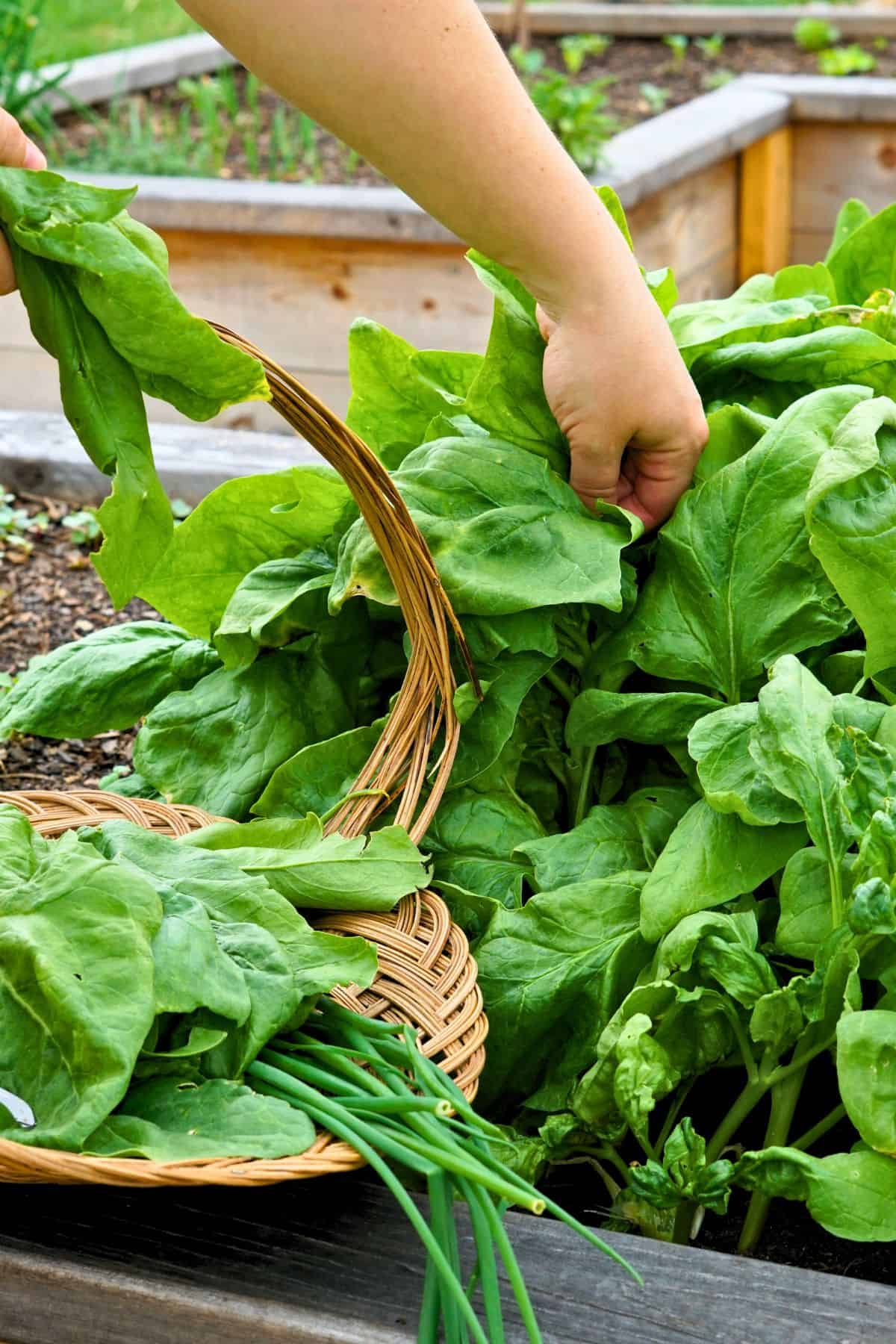 Hands harvesting spinach from a raised garden bed
