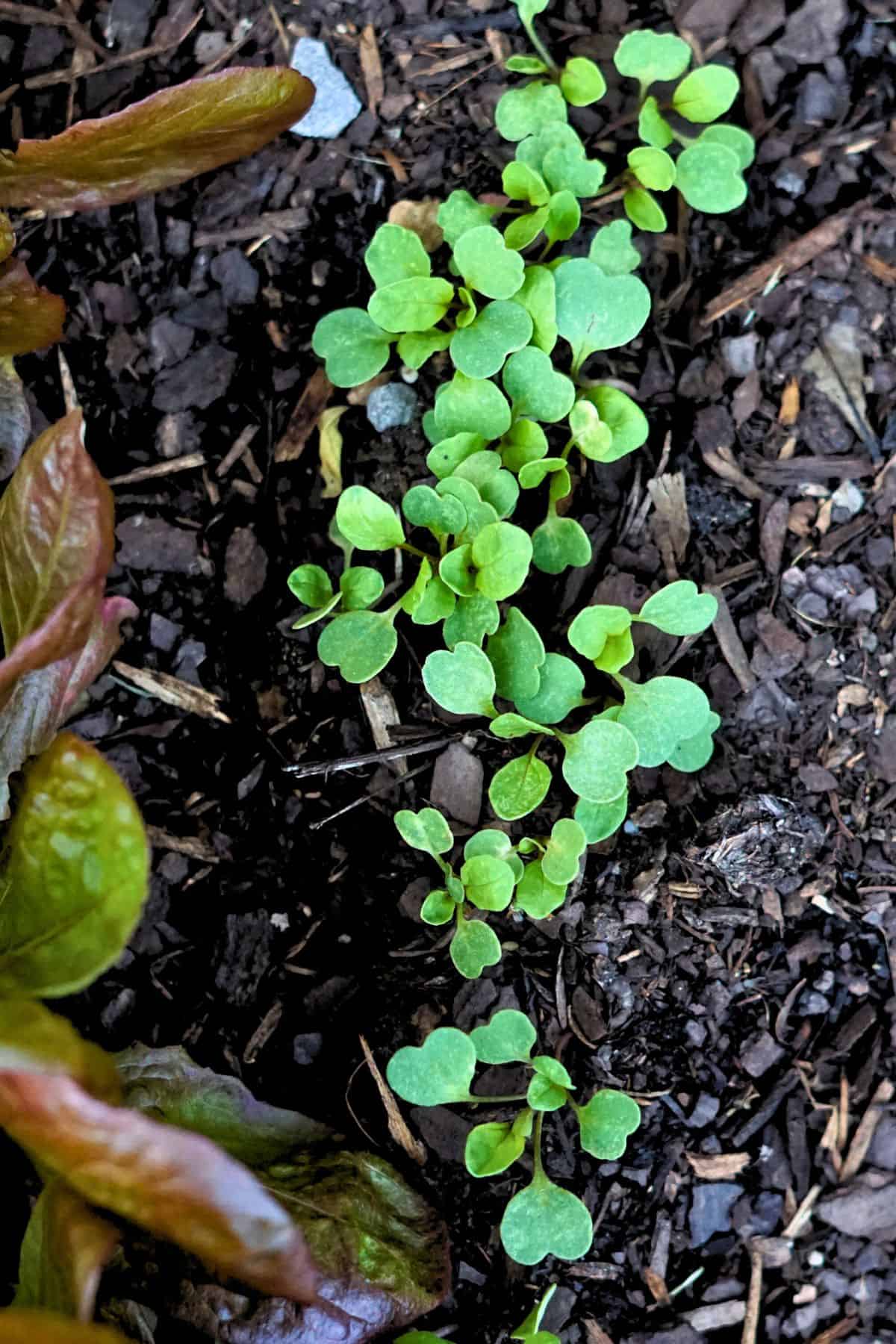 Arugula seedings growing in the garden