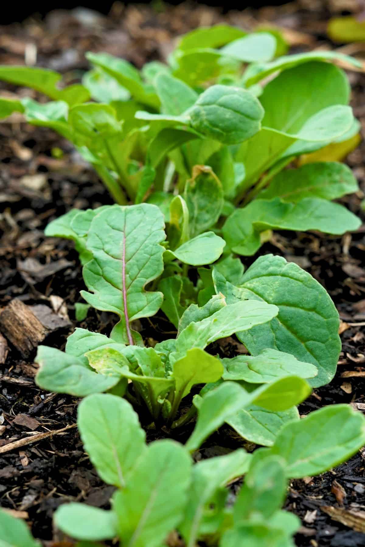 Arugula seedlings growing in the garden