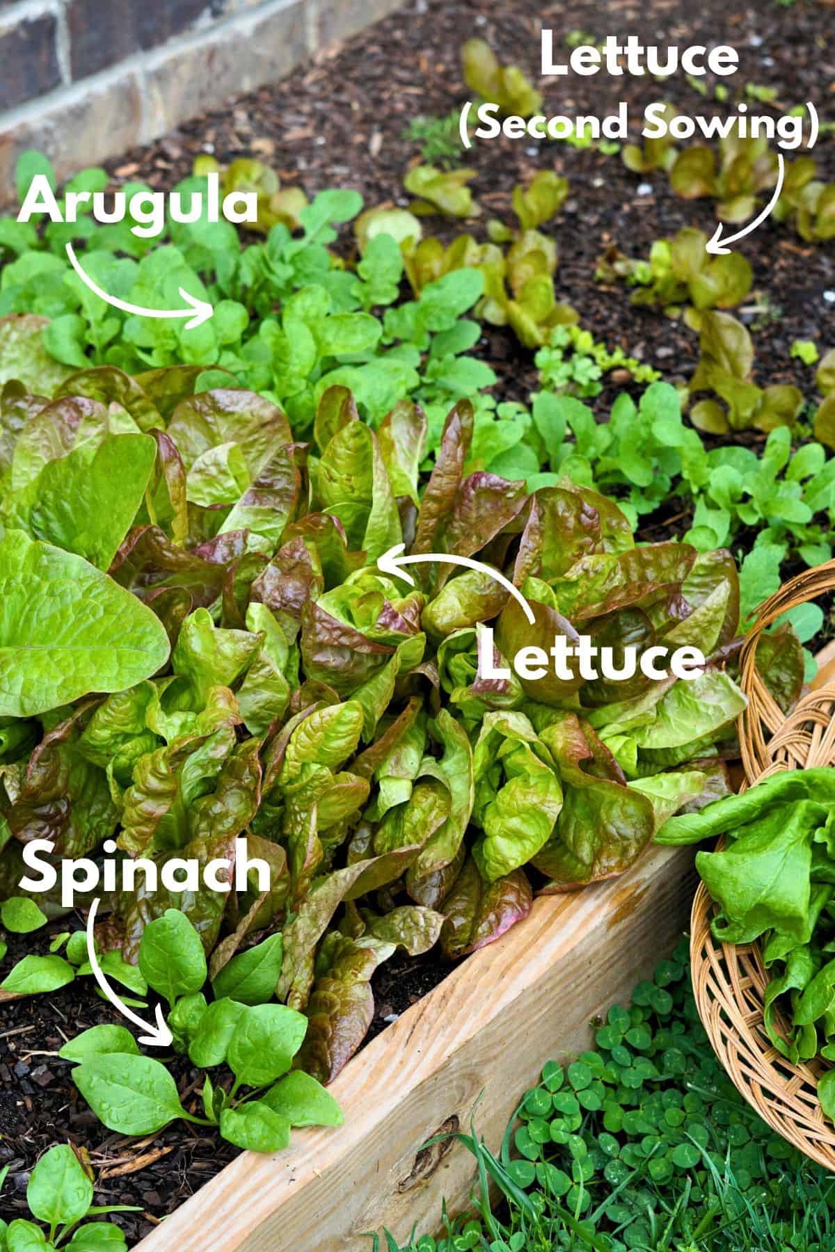 leafy greens growing next to each other in a raised garden bed