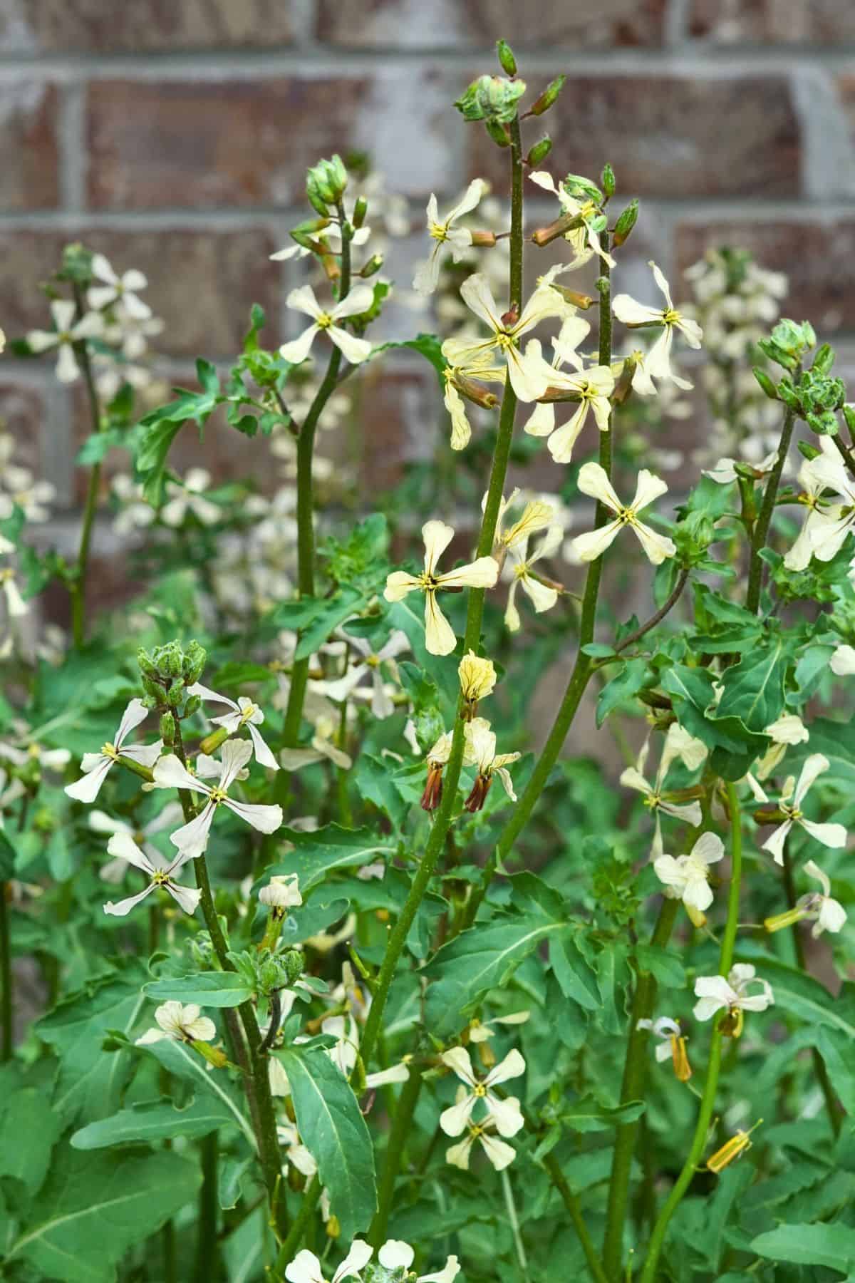 tall growing stems of arugula flowers