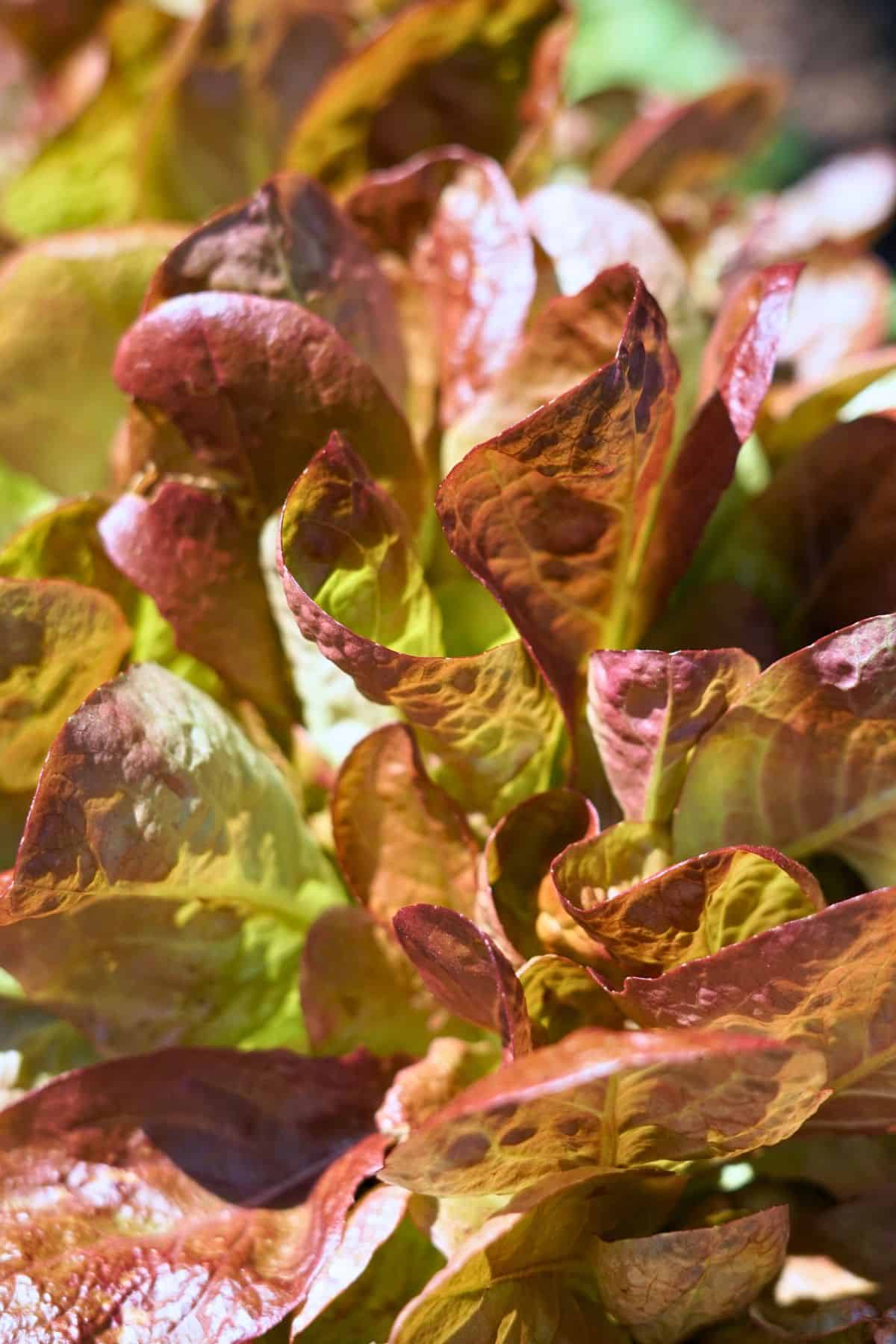 close up of red leaf lettuce