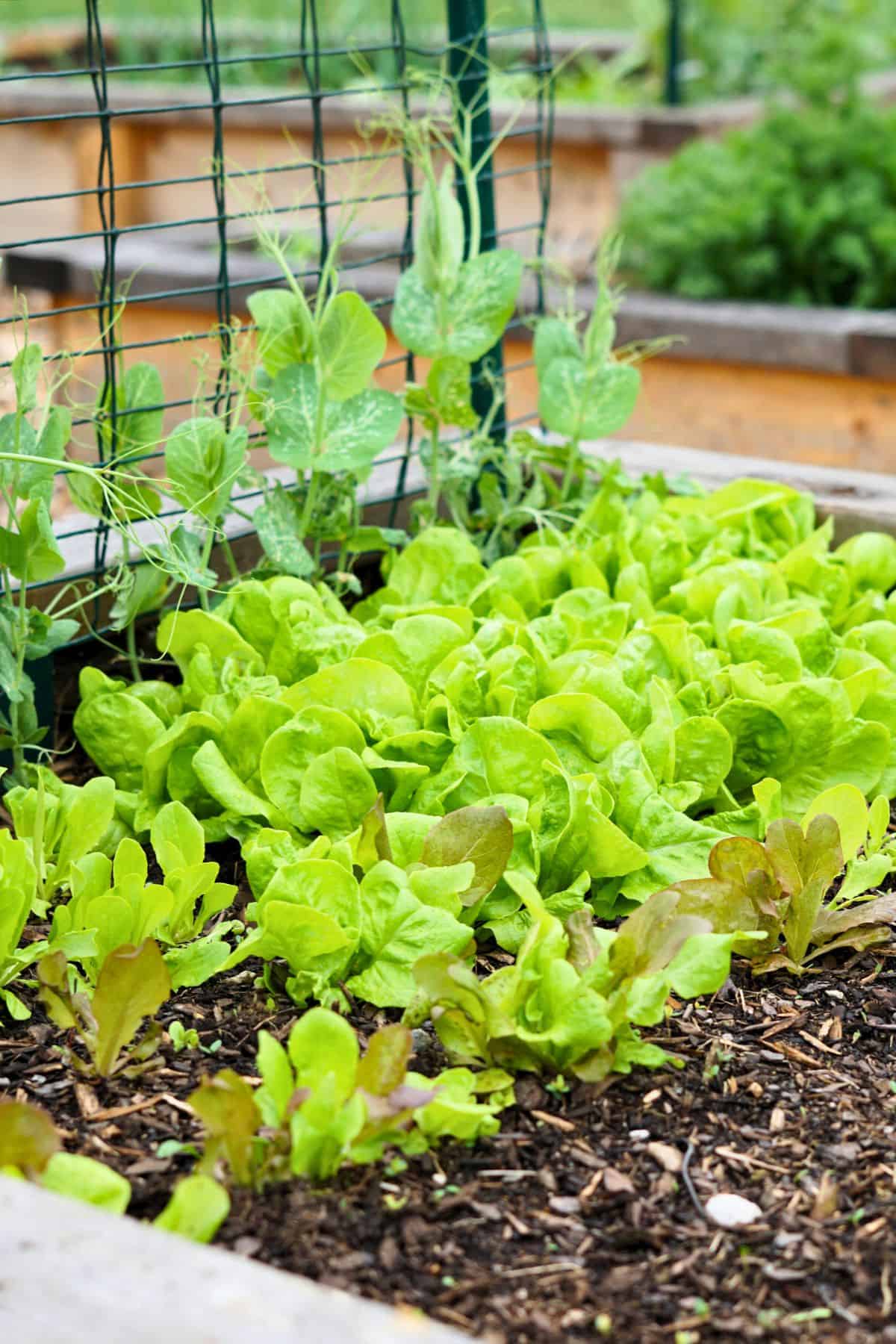 Rows of lettuce growing in a raised bed next to peas growing up a trellis