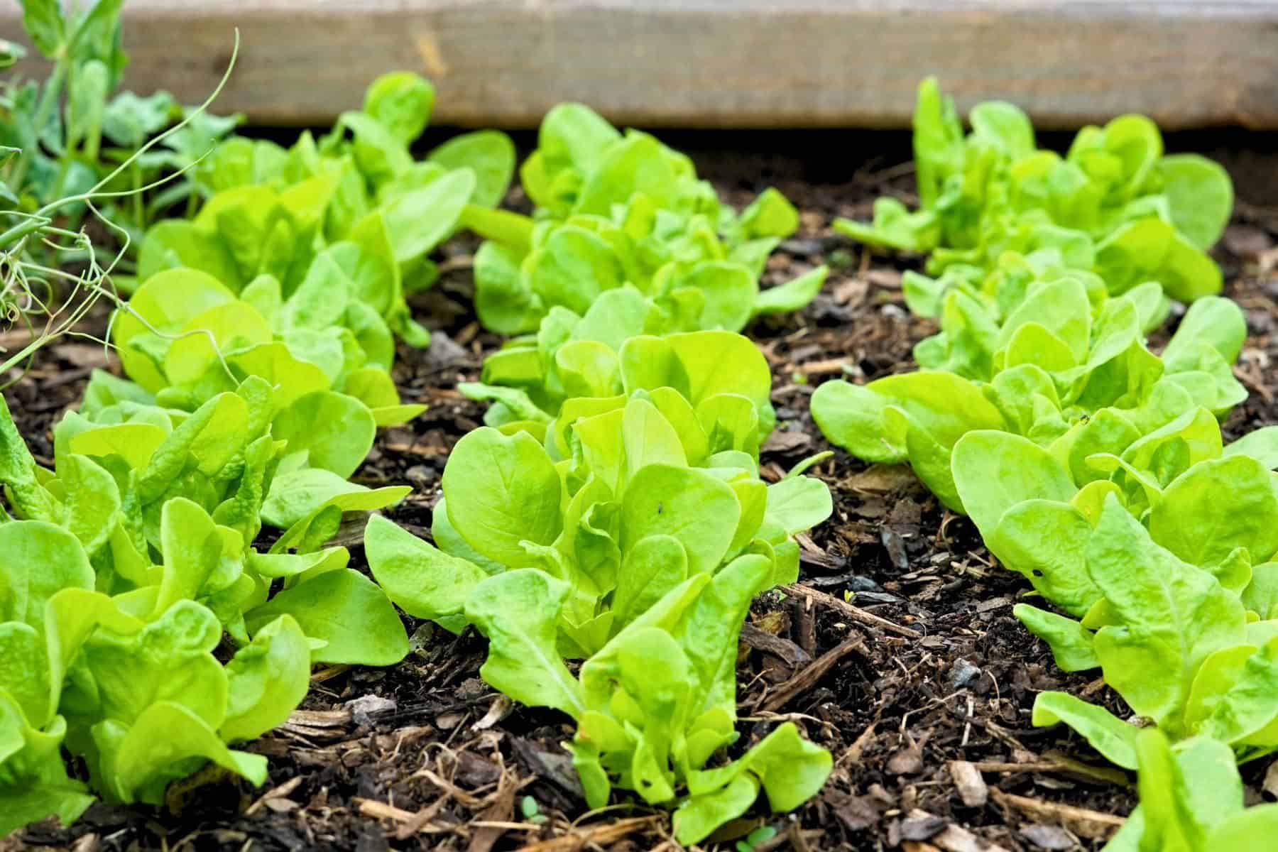 three rows of green lettuce growing in a raised bed
