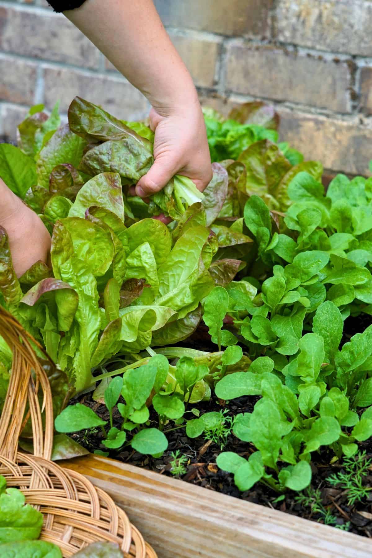 Hands harvesting lettuce from a raised garden bed