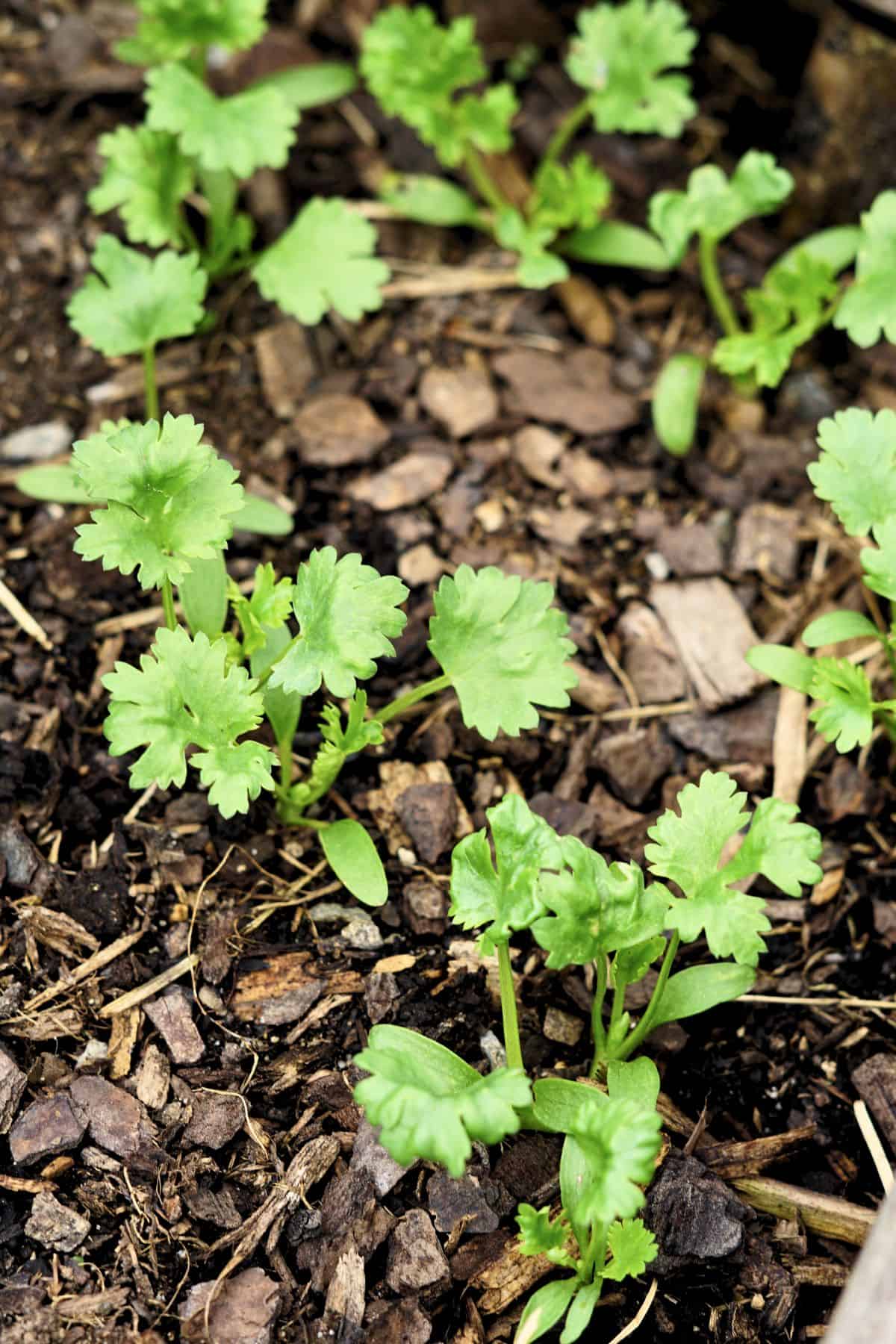 cilantro seedlings growing in a cluster