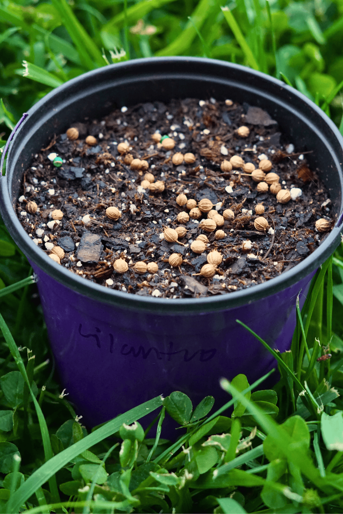 cilantro seeds sown in a cluster in a small seed-starting pot in the grass