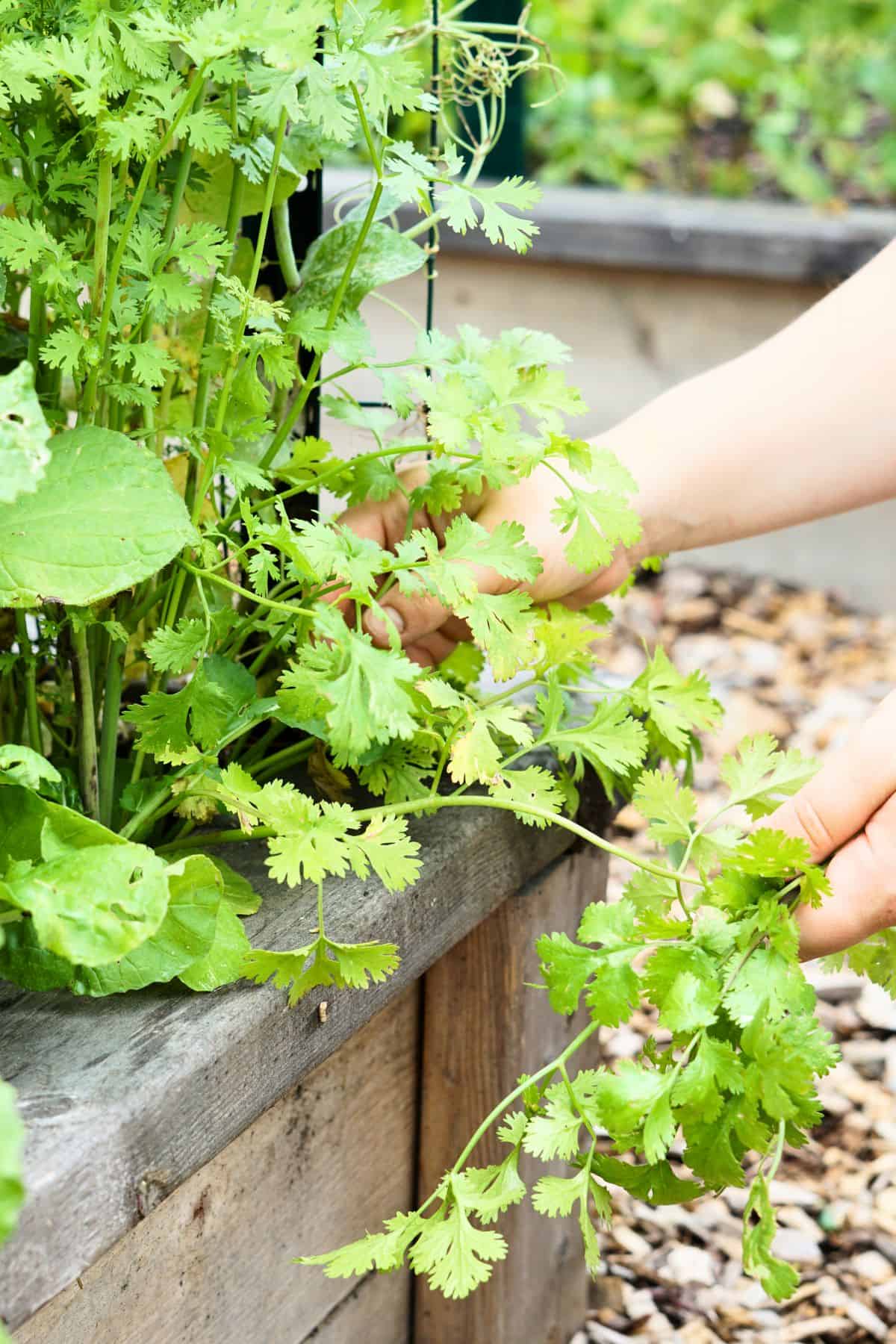 hands harvesting cilantro from raised garden bed