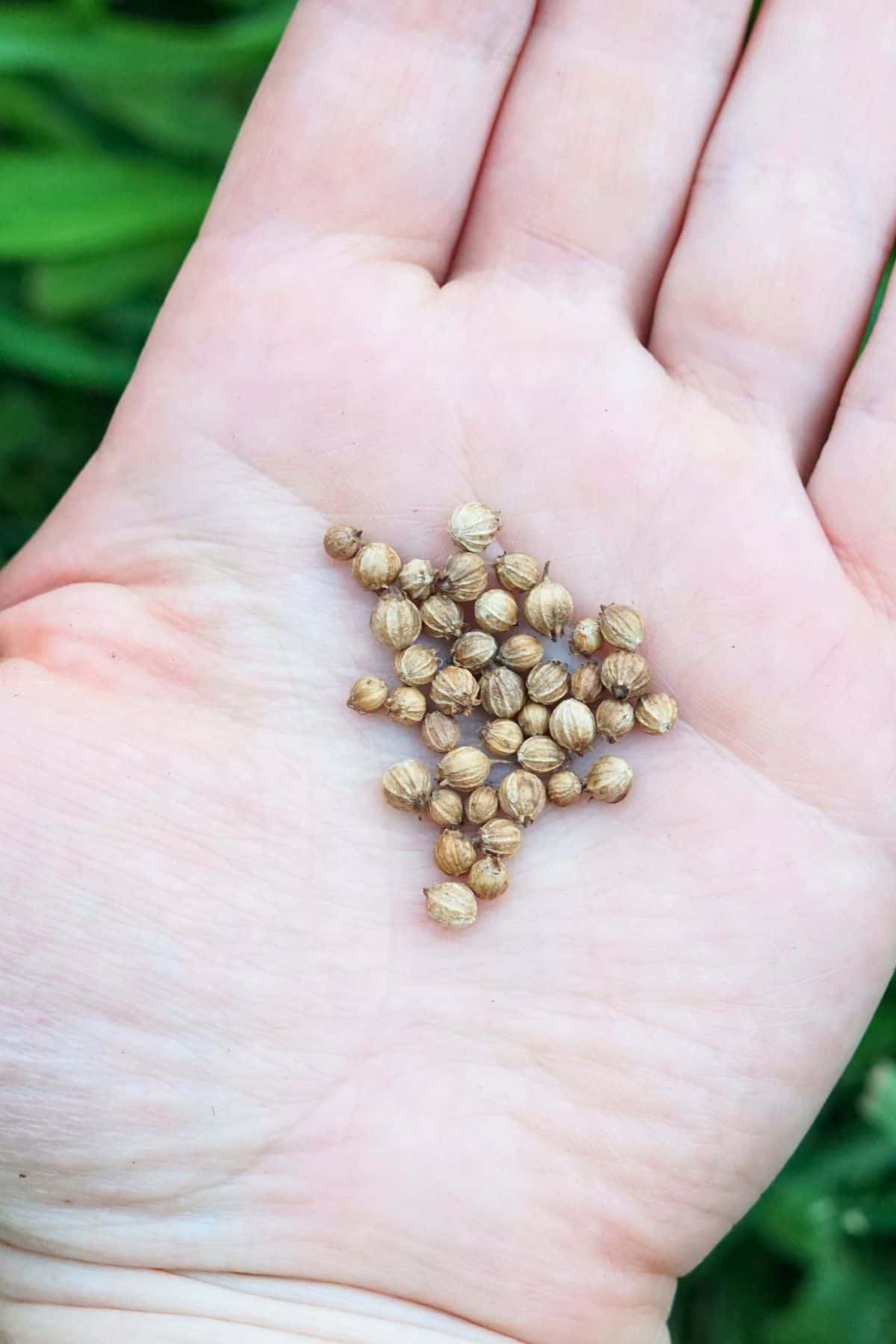 hand holding cilantro seeds