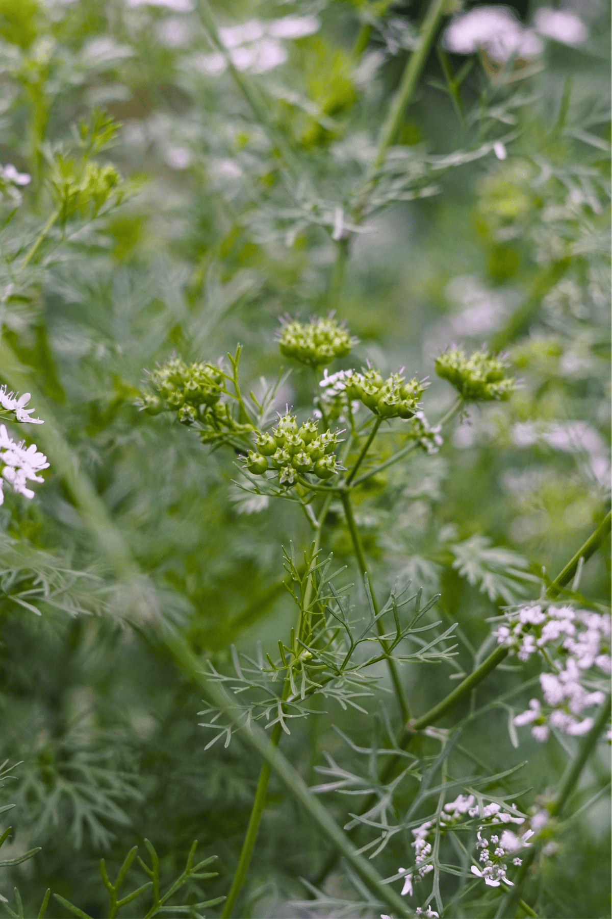 coriander seeds forming on bolting cilantro in the garden