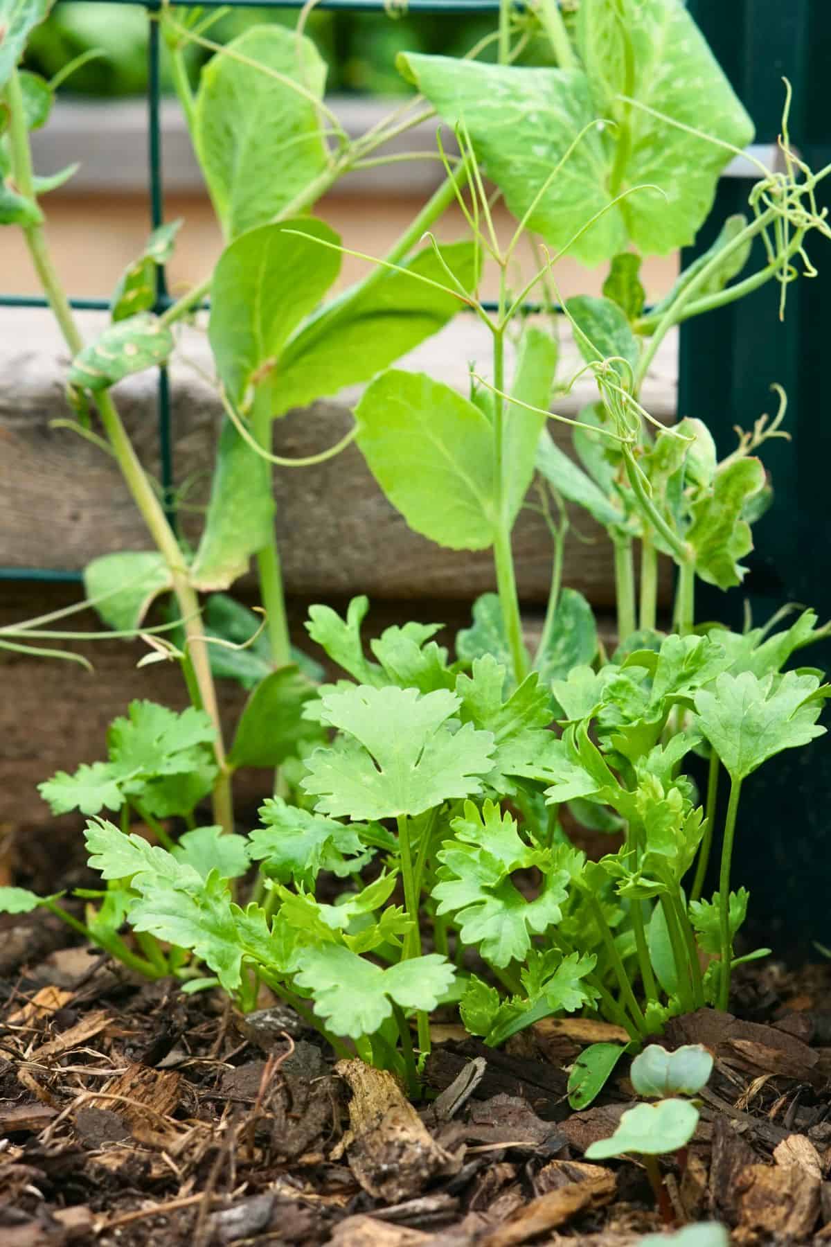 cilantro seedlings growing in a cluster in raised garden bed