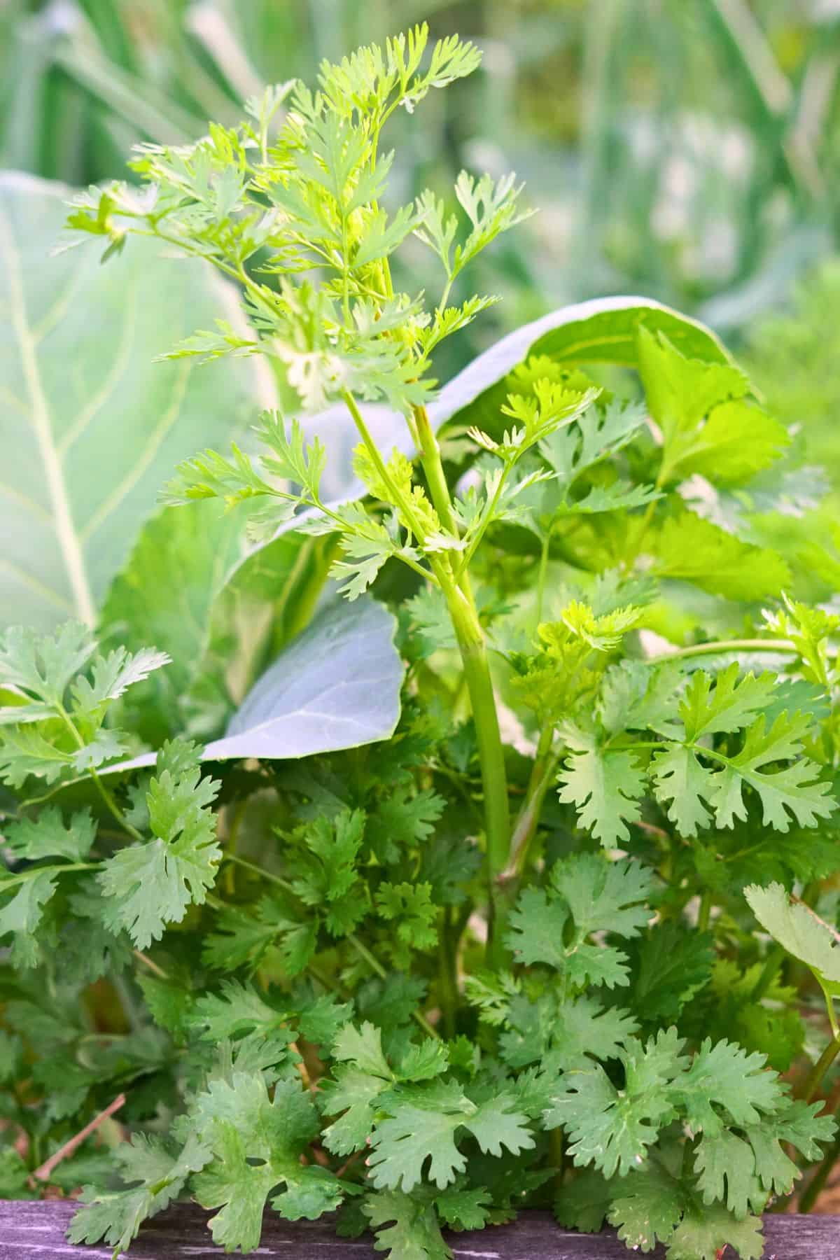 cilantro beginning to bolt in the garden