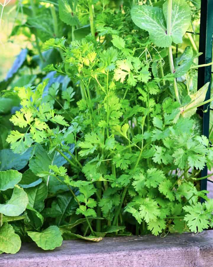 cilantro growing in raised bed garden
