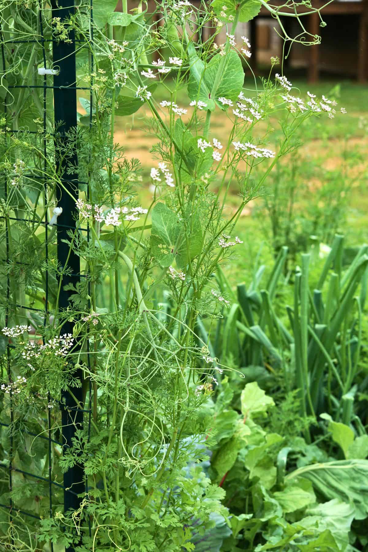 cilantro bolting and flowering in raised garden bed