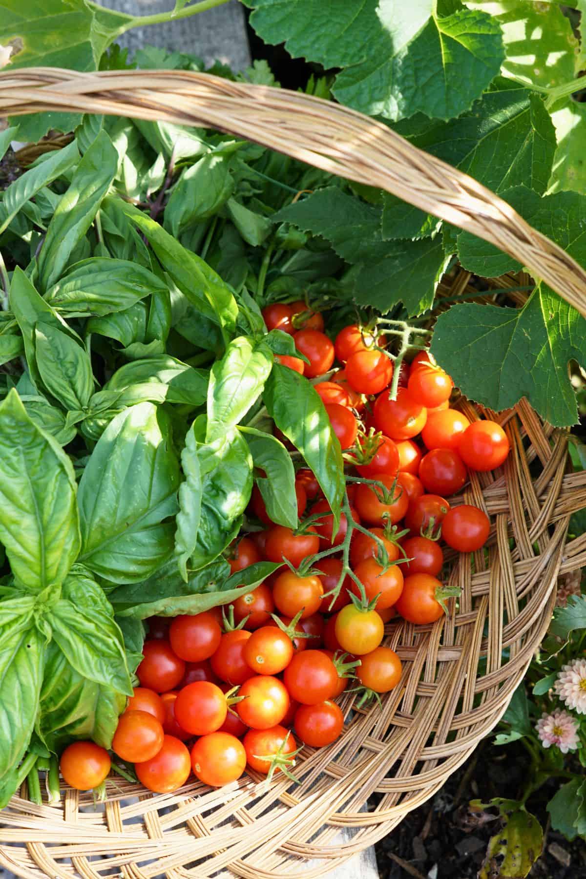 picked cherry tomatoes and herbs in a wicker basket